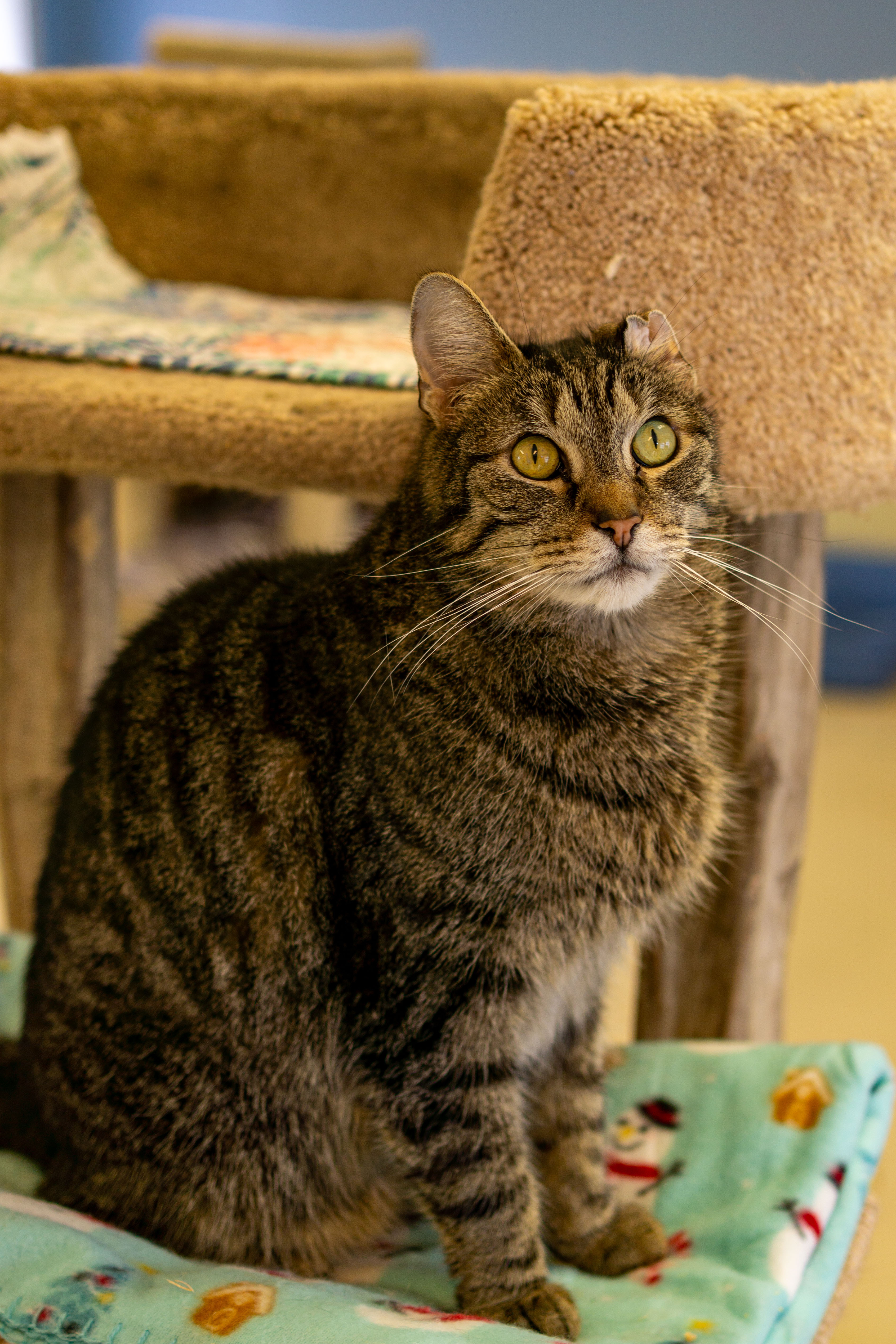 Enlarge Tiger, a Adoptable Domestic Short Hair in Cape May Court House, NJ image 1/4
