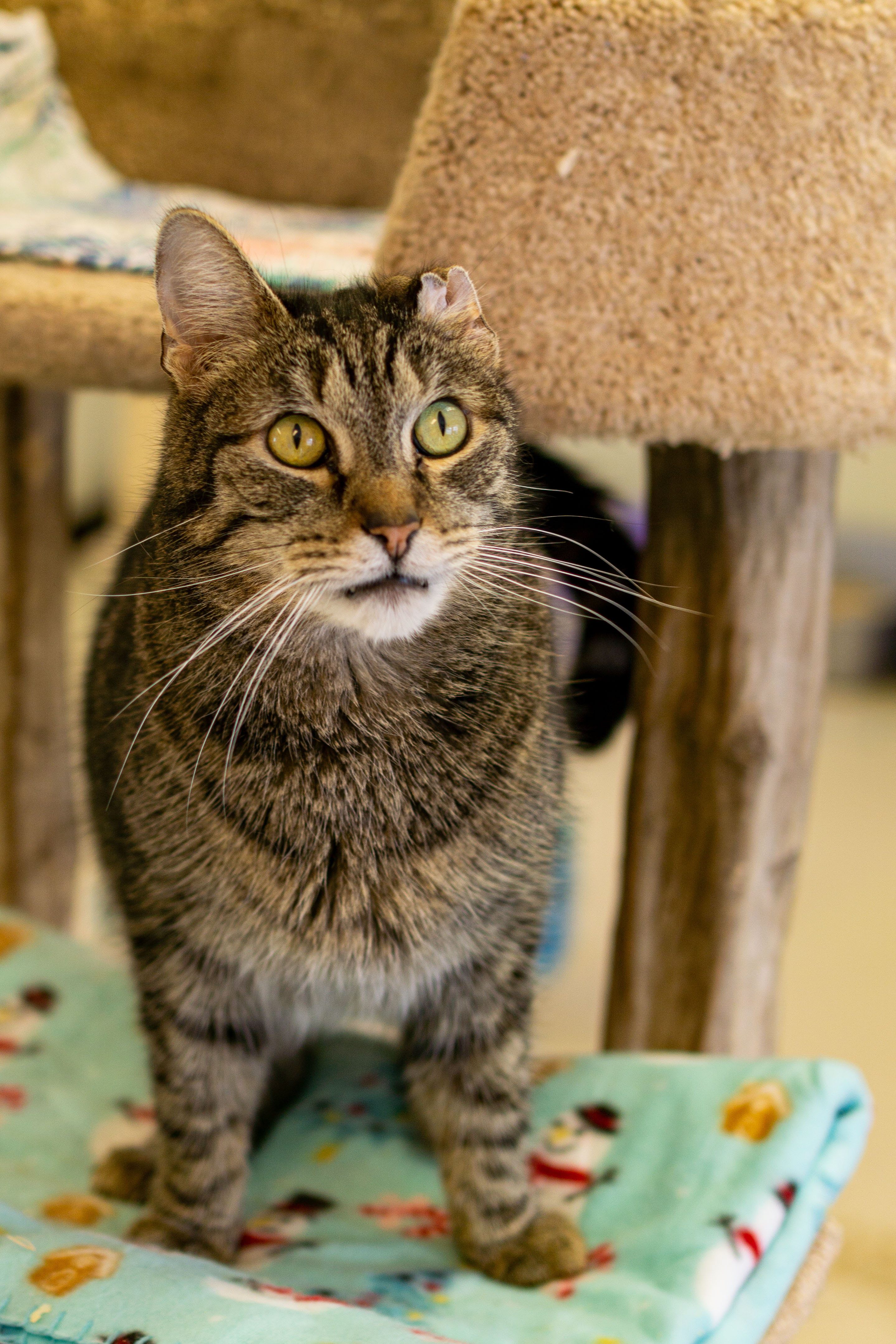 Enlarge Tiger, a Adoptable Domestic Short Hair in Cape May Court House, NJ image 2/4