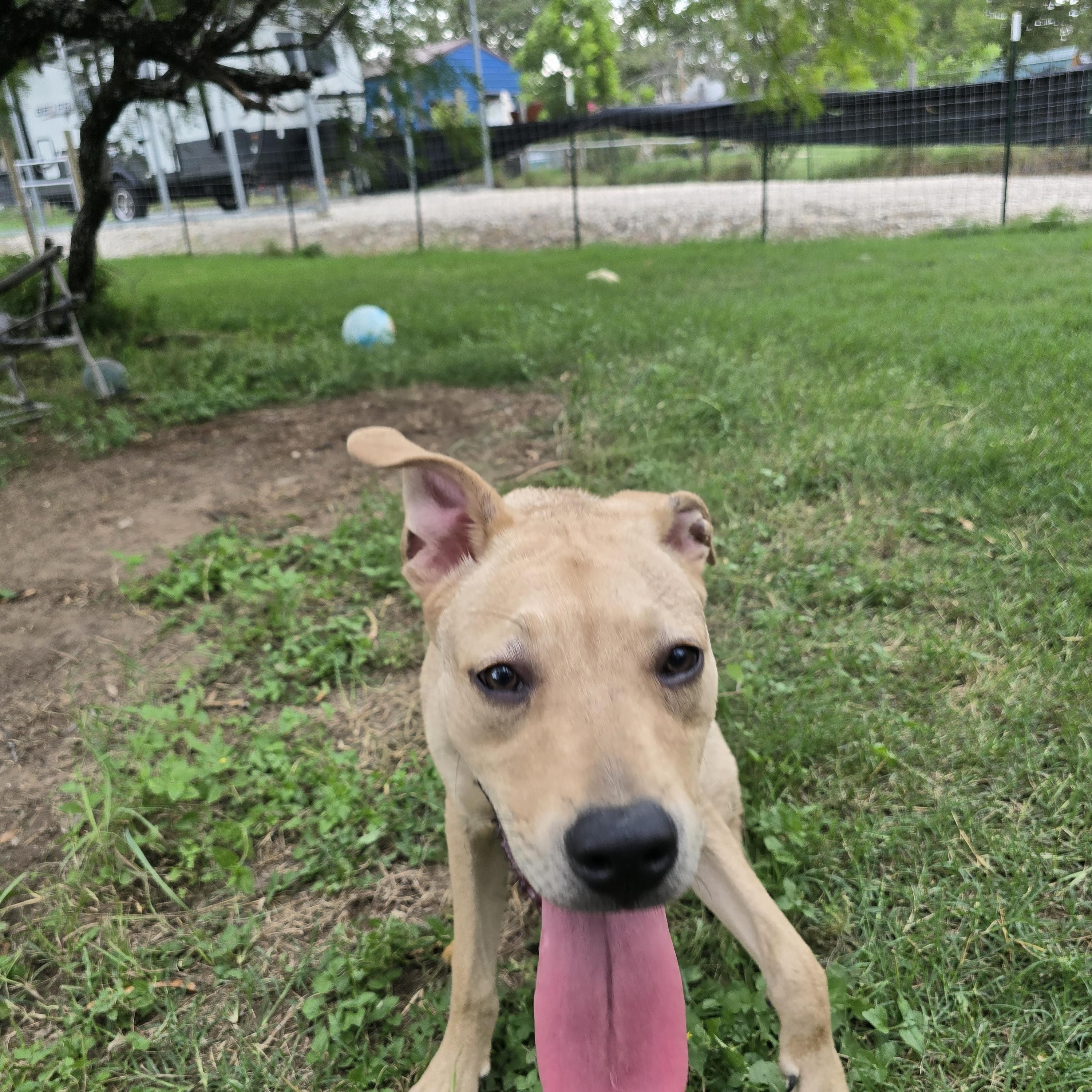 Brian, a Adoptable mixed breed in Arlington Heights, IL image 3/6