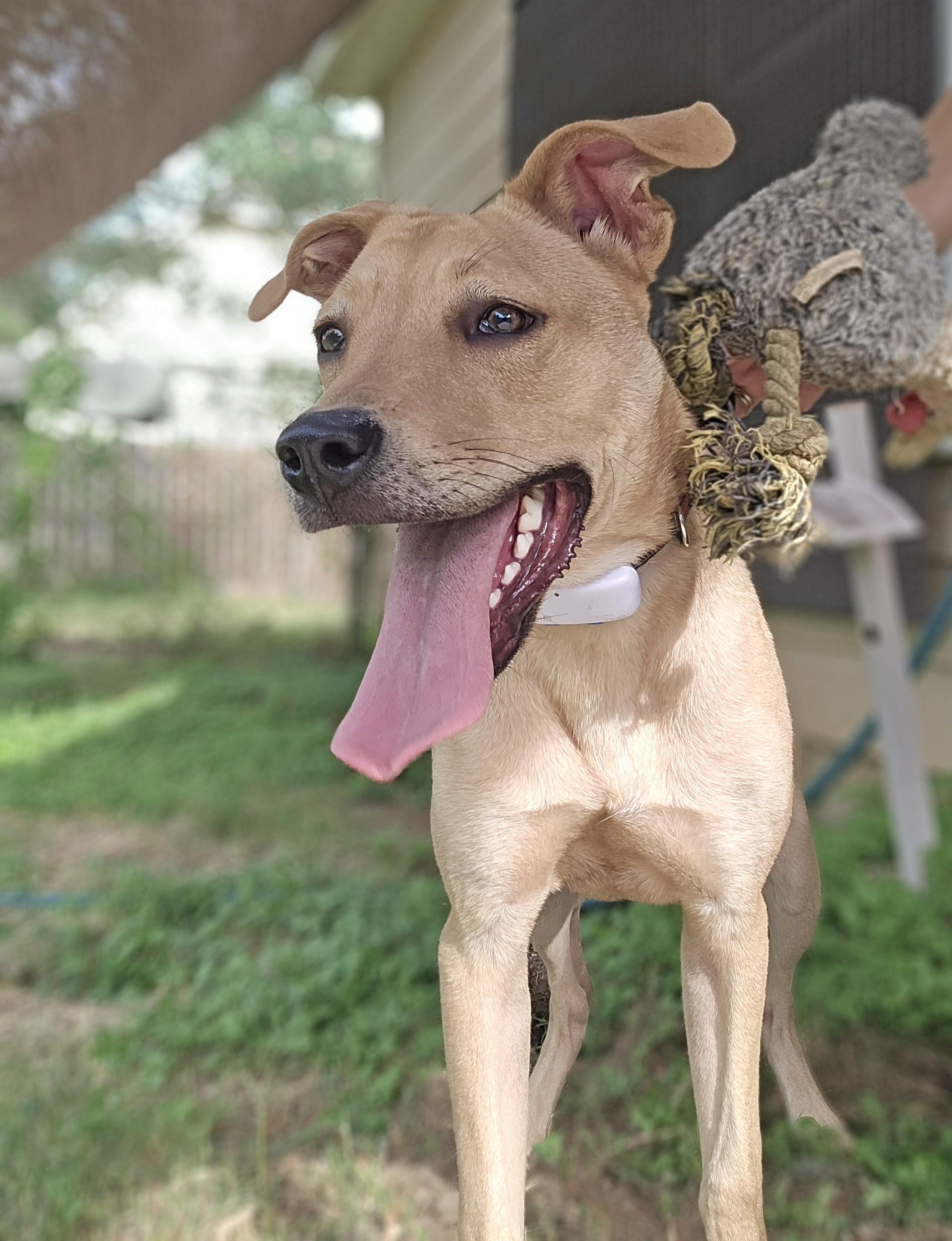 Brian, a Adoptable mixed breed in Arlington Heights, IL image 1/6