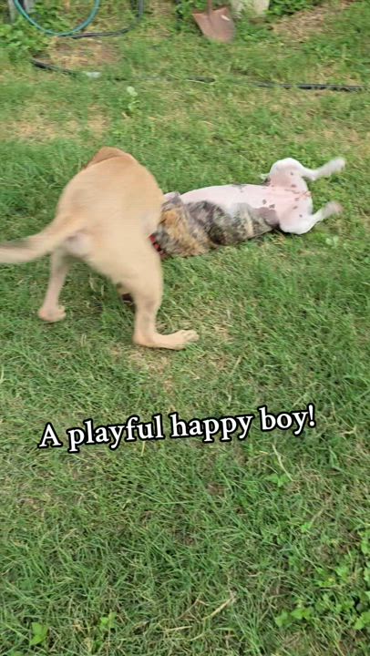 Enlarge Brian, a Adoptable mixed breed in Arlington Heights, IL video 2/6