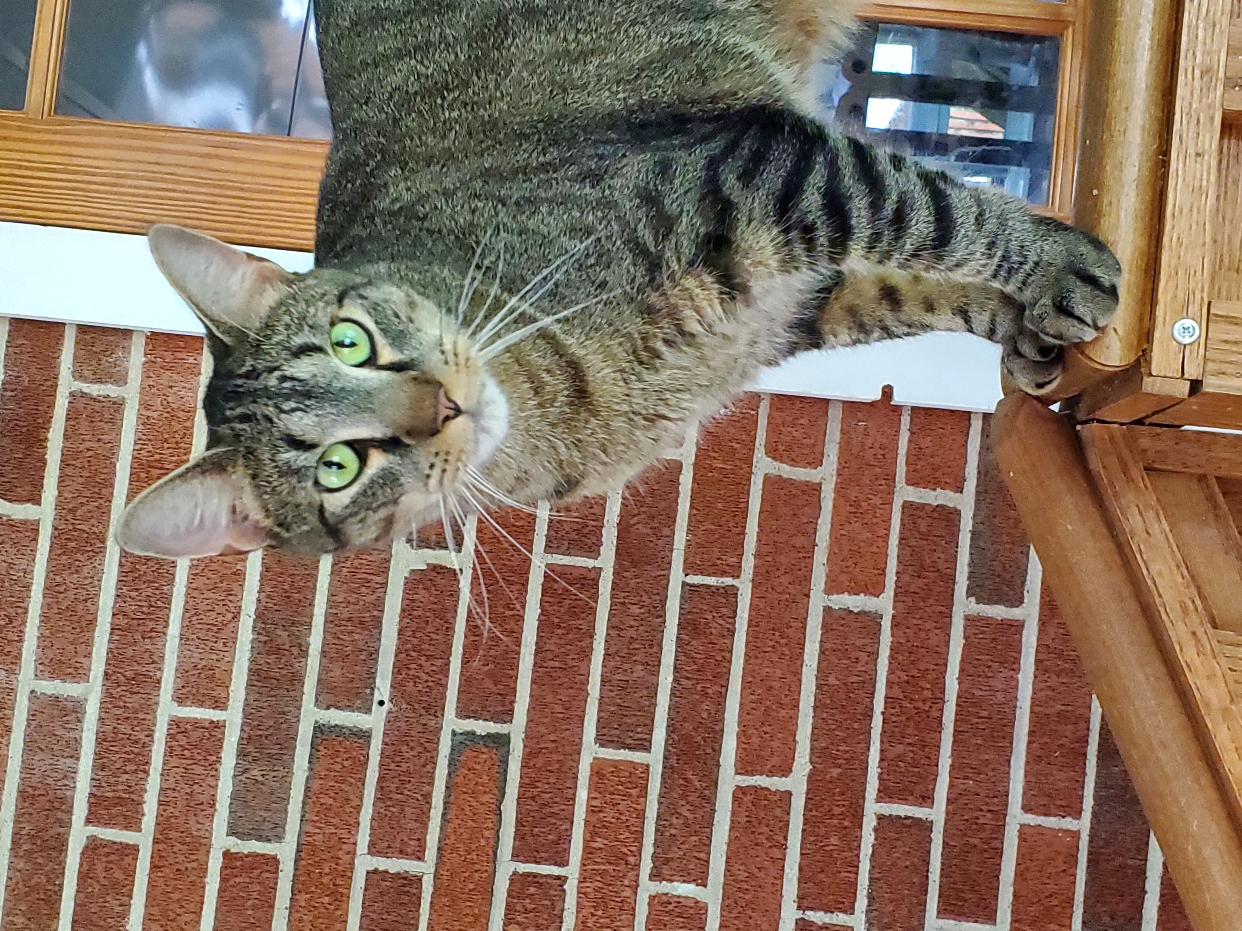 Pez, a Adoptable Domestic Short Hair in Camden, TN image 3/5
