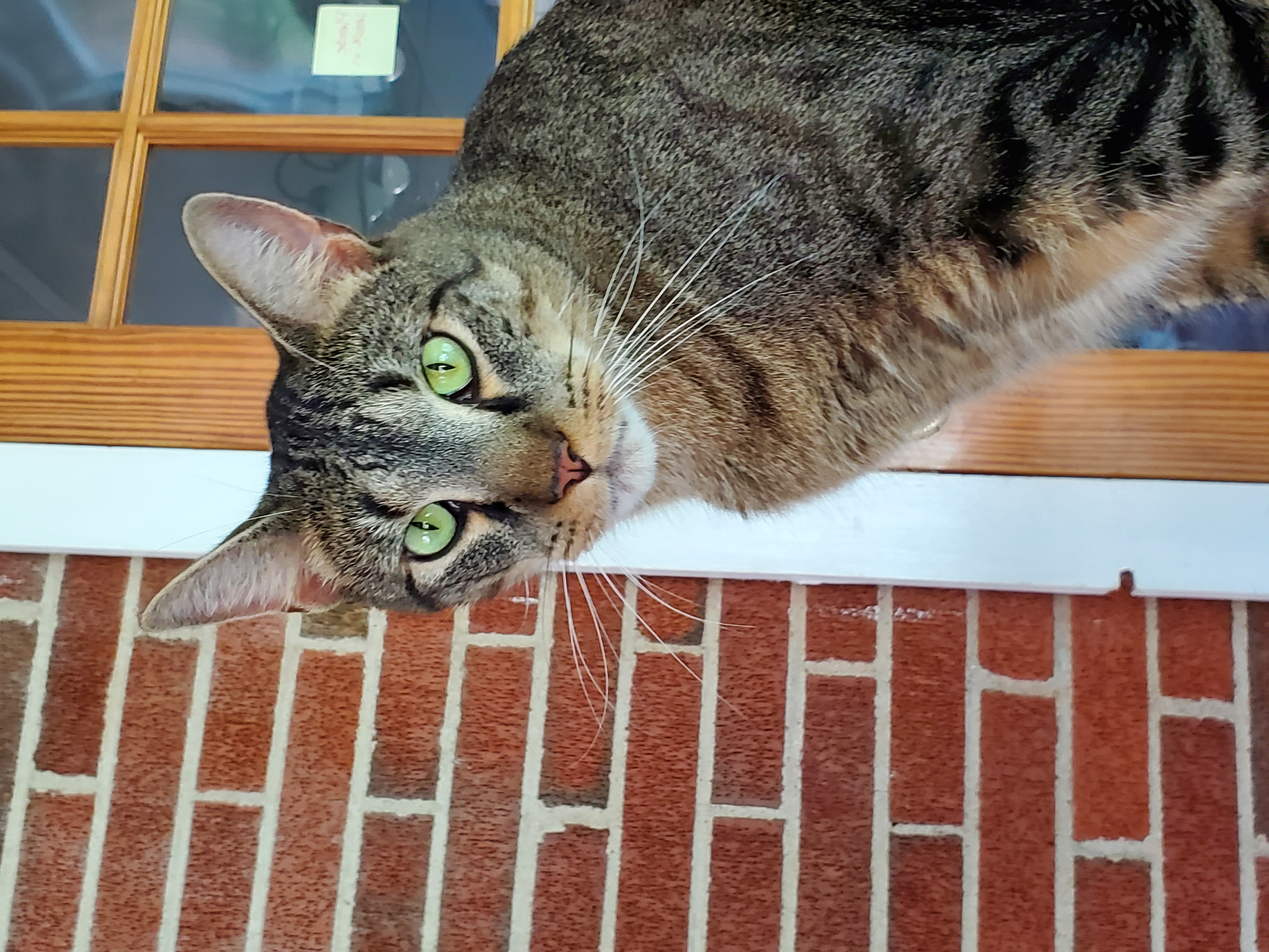 Pez, a Adoptable Domestic Short Hair in Camden, TN image 1/5