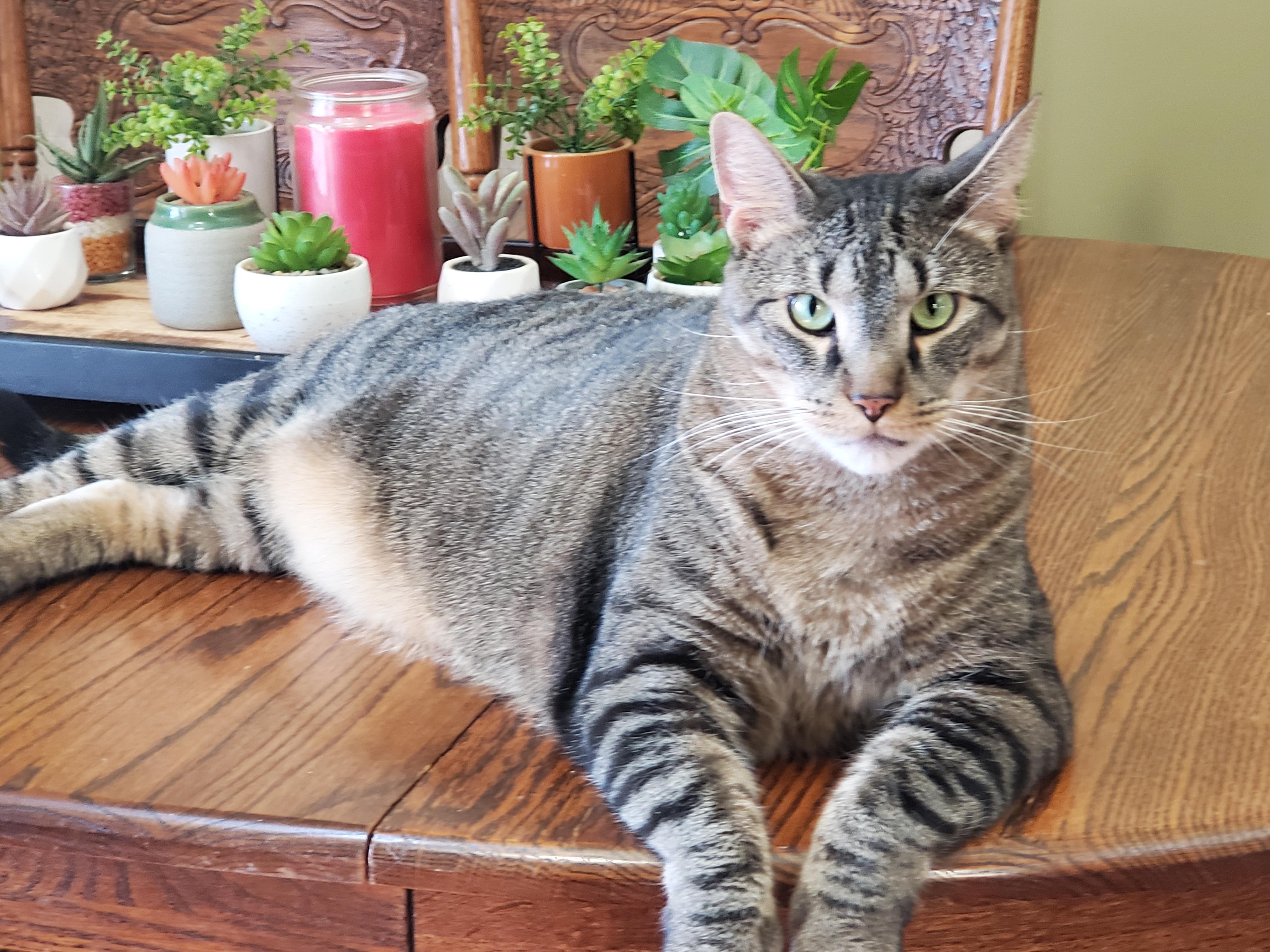 Pez, a Adoptable Domestic Short Hair in Camden, TN image 5/5