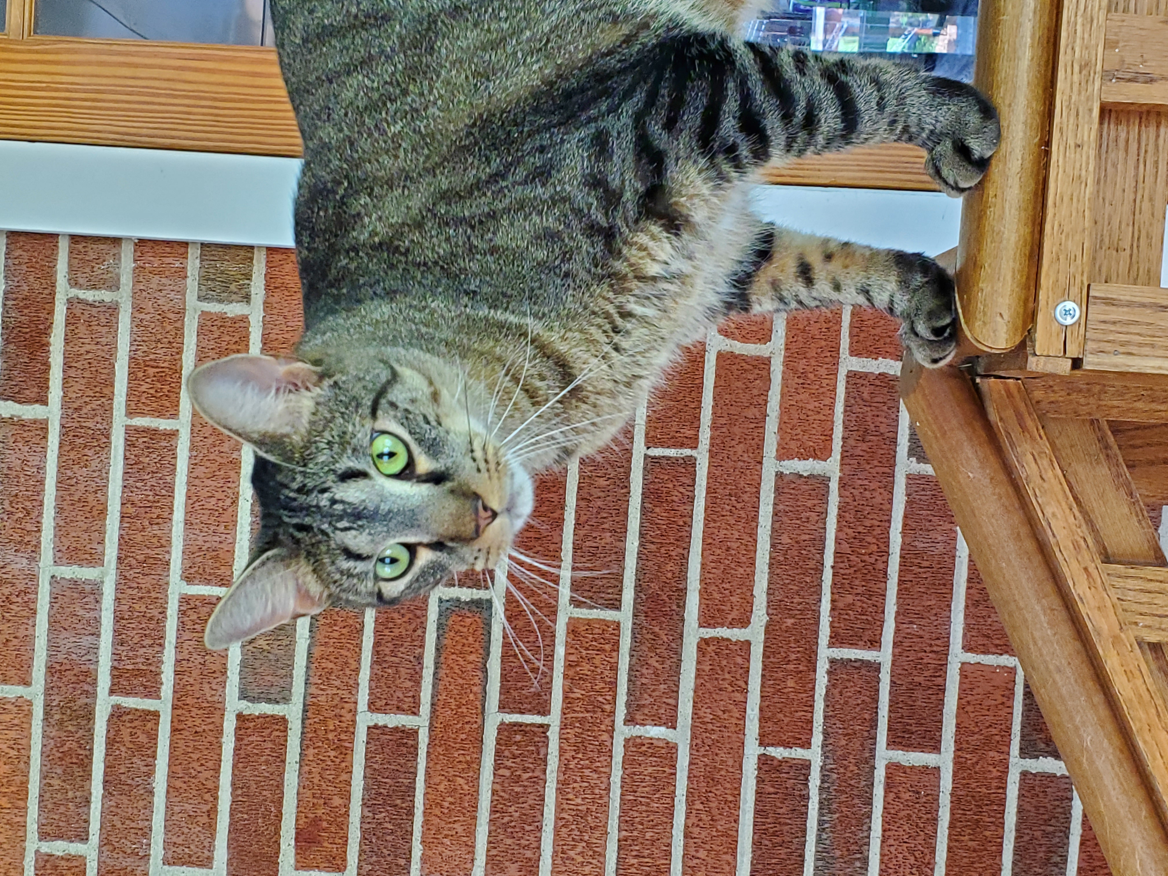 Pez, a Adoptable Domestic Short Hair in Camden, TN image 4/5
