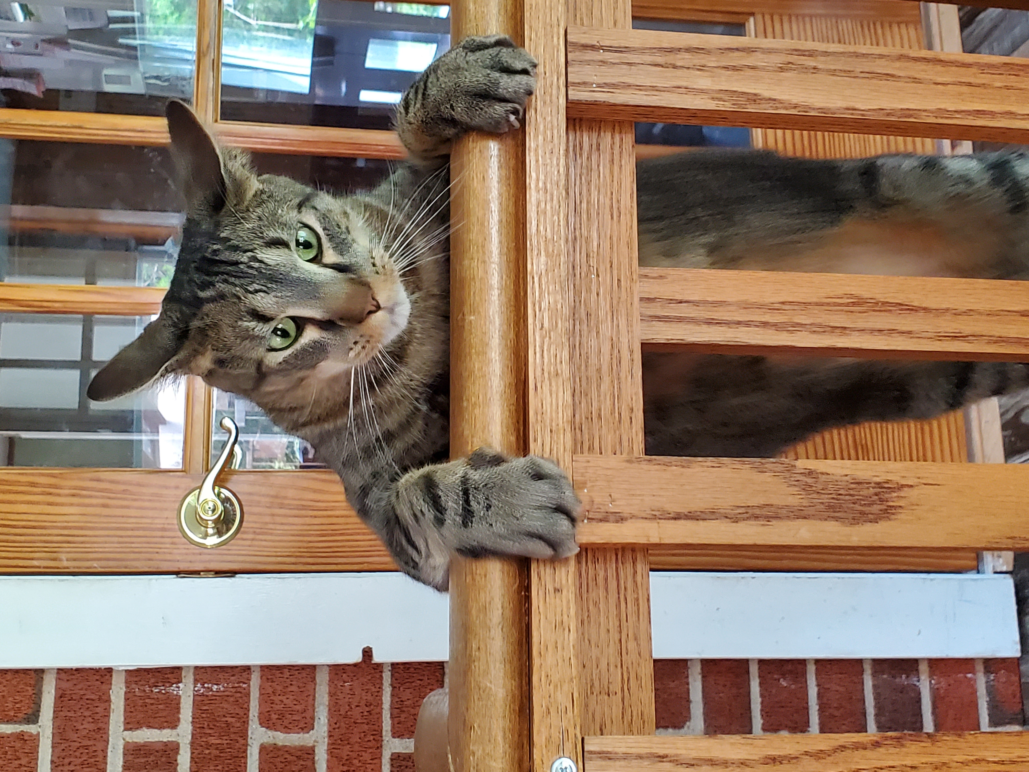 Pez, a Adoptable Domestic Short Hair in Camden, TN image 2/5