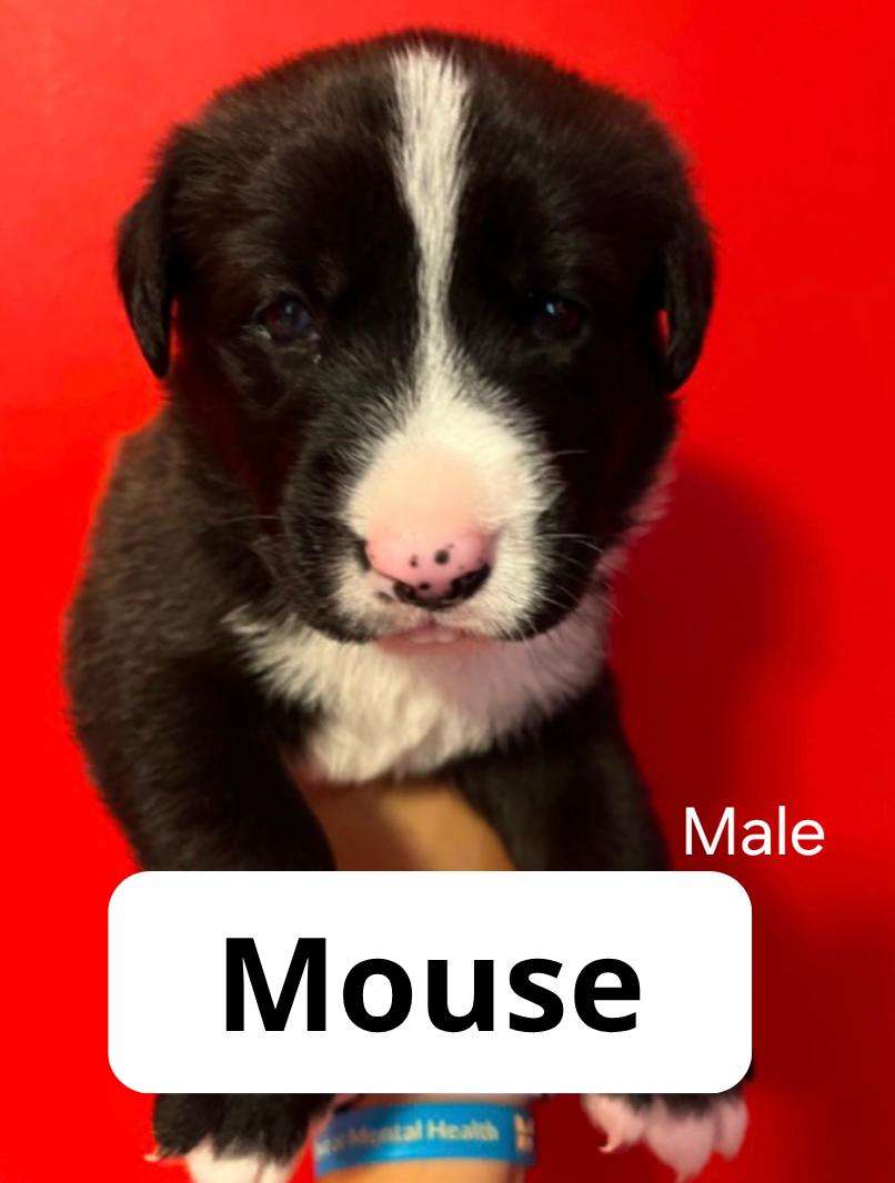 Mouse, ADOPTABLE, Puppy Male Australian Cattle Dog / Blue Heeler.