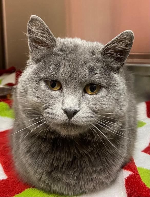 Enlarge Smokey, a Adoptable mixed breed in Logan, UT image 1/2