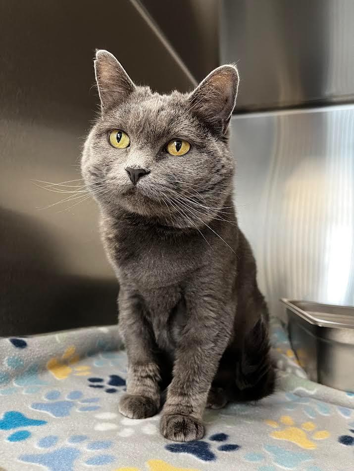 Enlarge Smokey, a Adoptable mixed breed in Logan, UT image 2/2