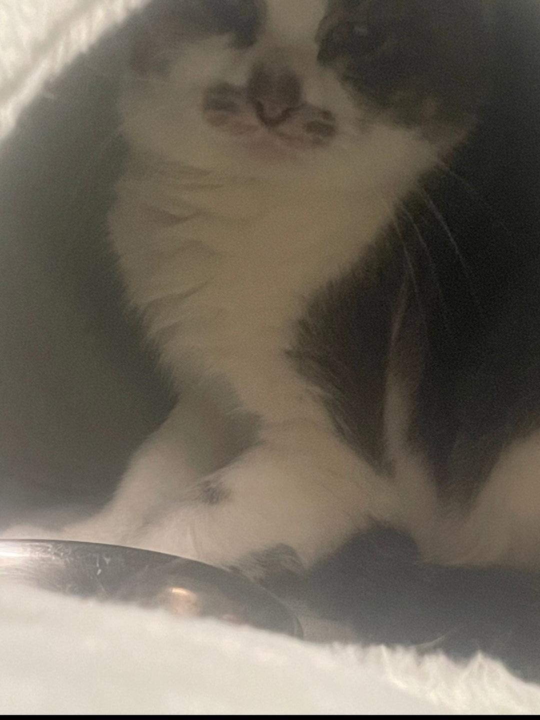 Enlarge Miso (working cat), a Adoptable Domestic Medium Hair in Billings, MT image 1/1