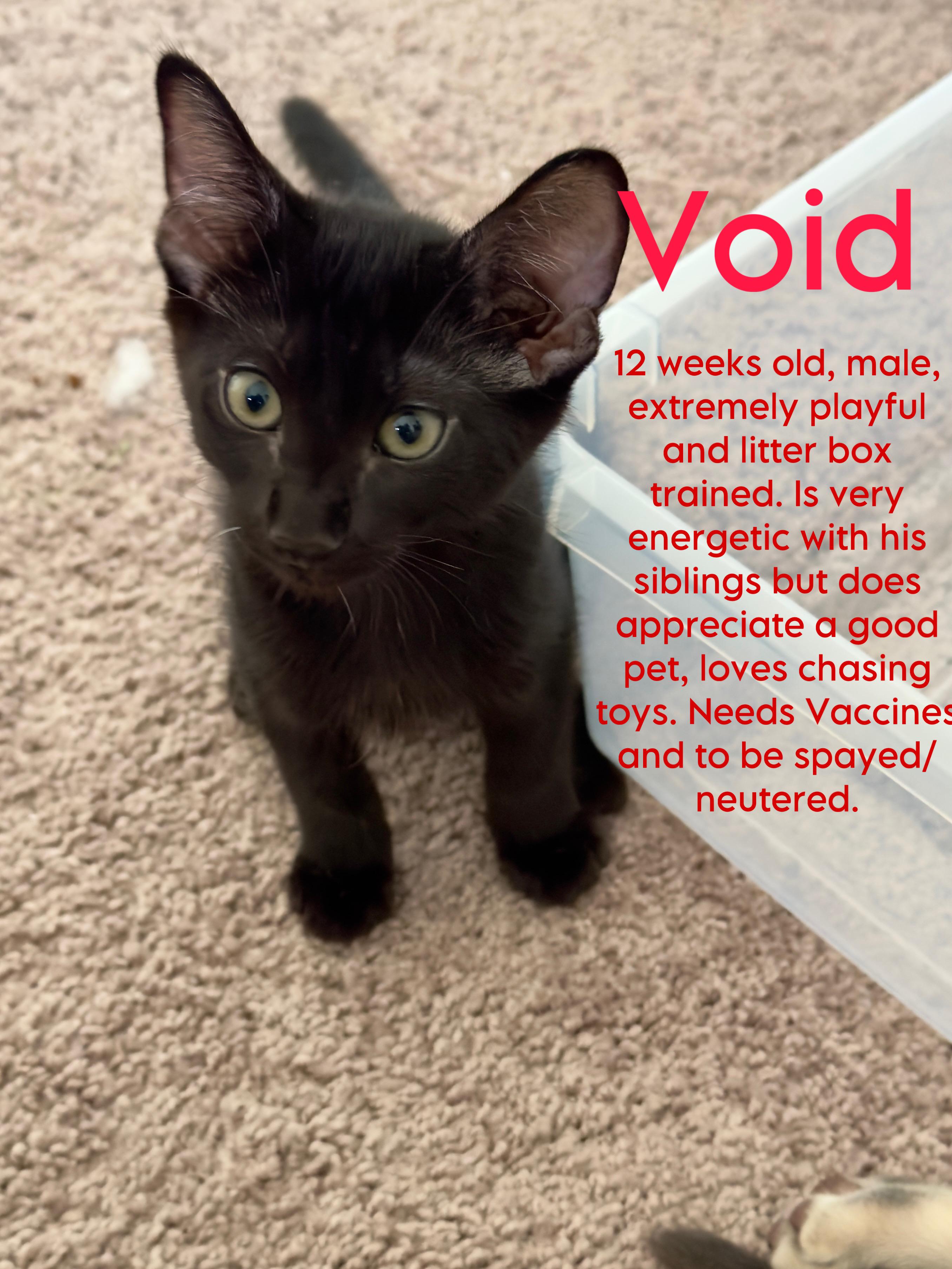 Enlarge Void **COURTESY LISTING**CONTACT OWNER DIRECTLY**, a Adoptable mixed breed in Frisco, TX image 1/1