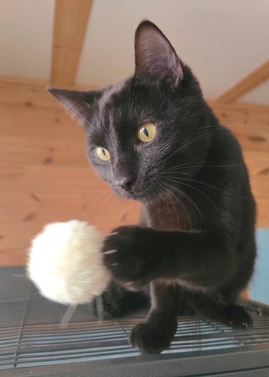 Hubbard, an adopted Domestic Short Hair in Ellijay, GA image 2/6