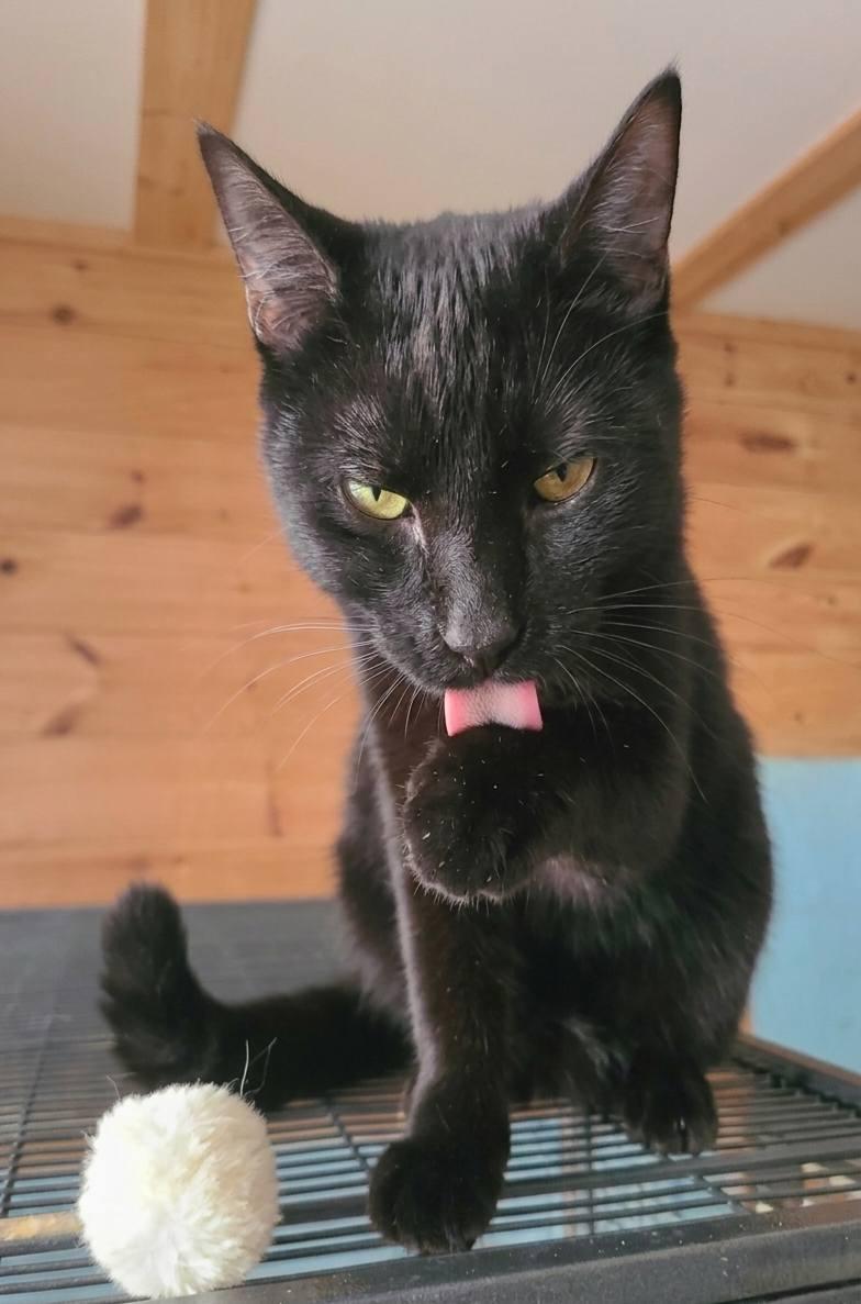 Hubbard, an adopted Domestic Short Hair in Ellijay, GA image 6/6
