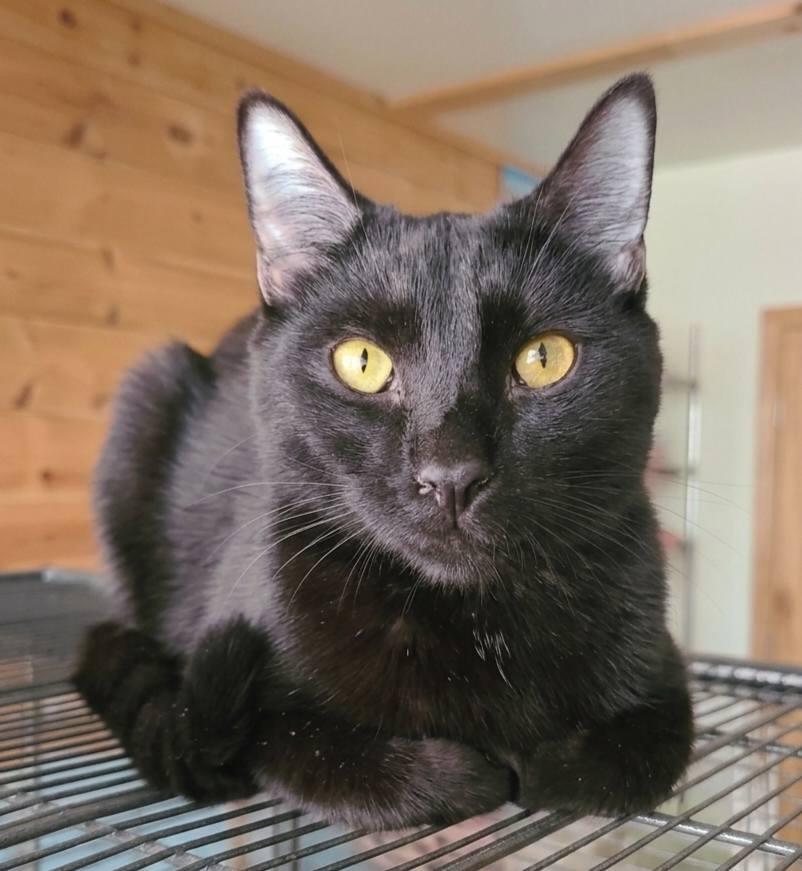 Hubbard, an adopted Domestic Short Hair in Ellijay, GA image 4/6