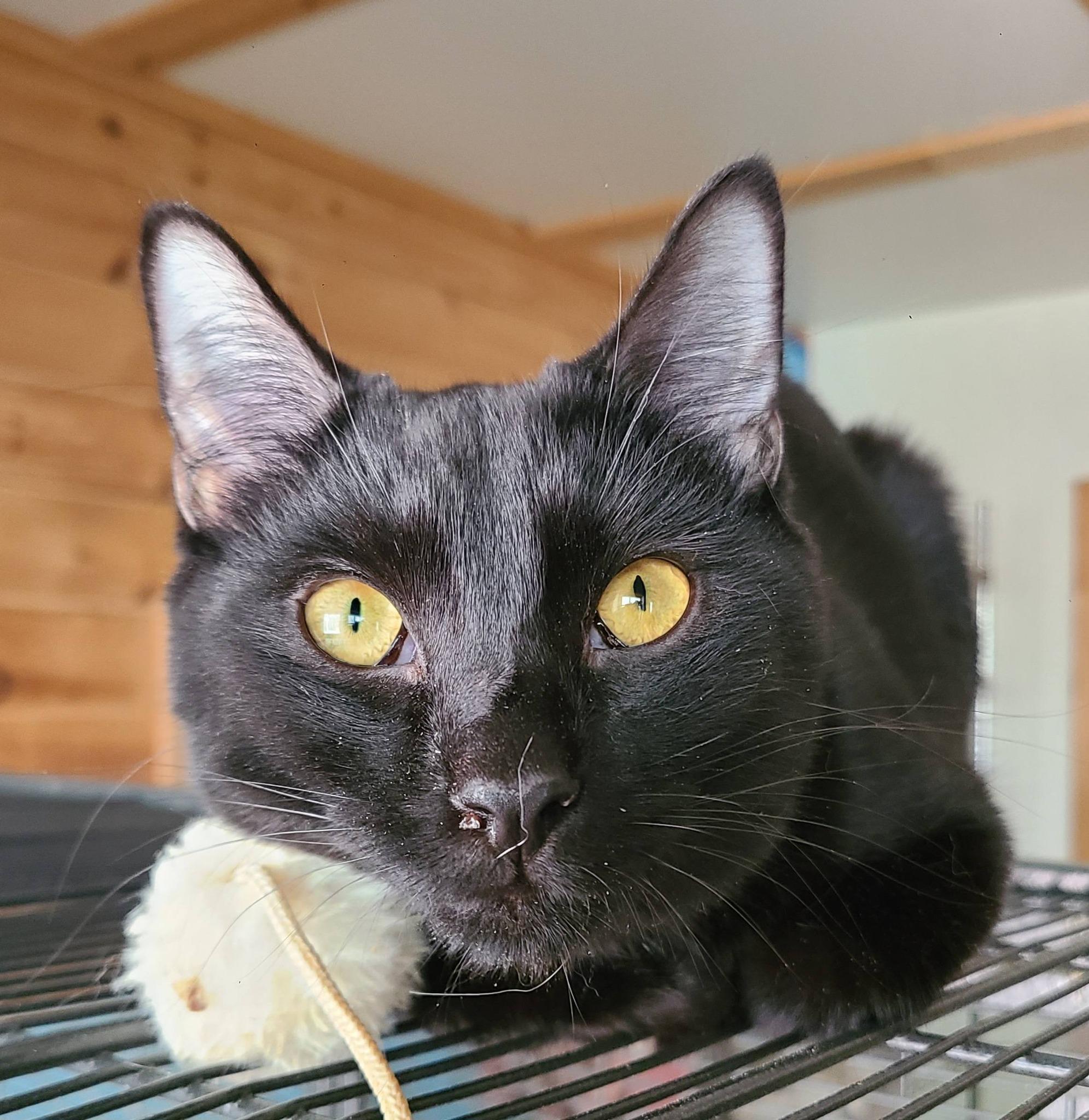 Hubbard, an adopted Domestic Short Hair in Ellijay, GA image 1/6