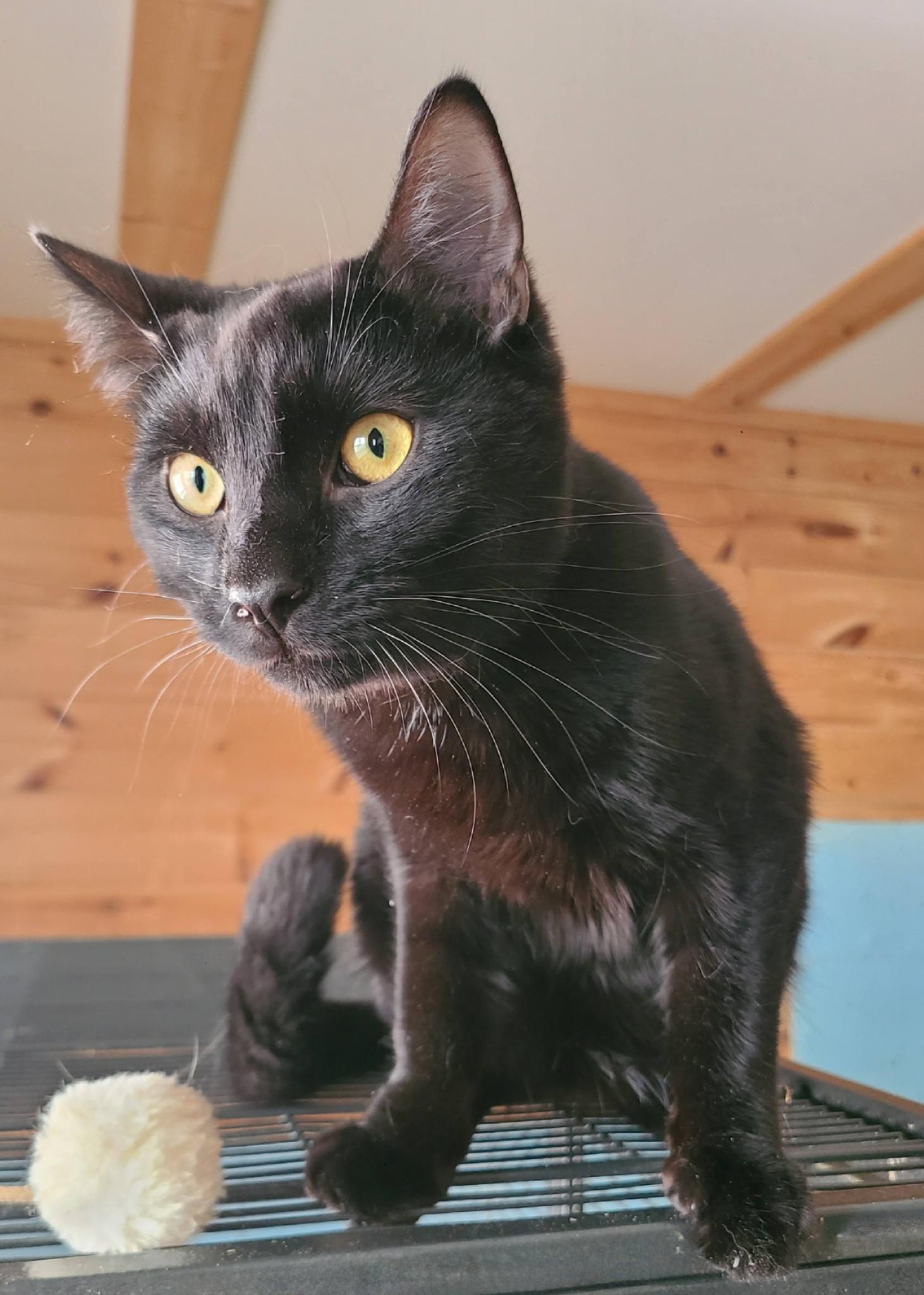Hubbard, an adopted Domestic Short Hair in Ellijay, GA image 3/6