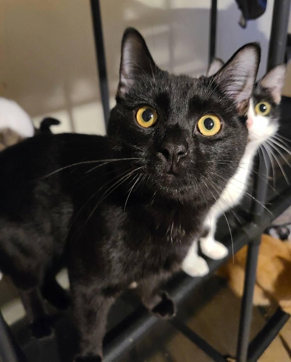 Hubbard, an adopted Domestic Short Hair in Ellijay, GA image 5/6