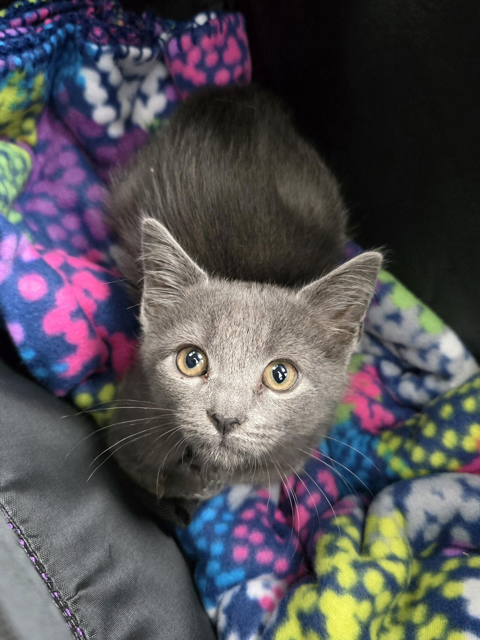Hinson, a Adopted Russian Blue in Locust Grove, GA image 1/3