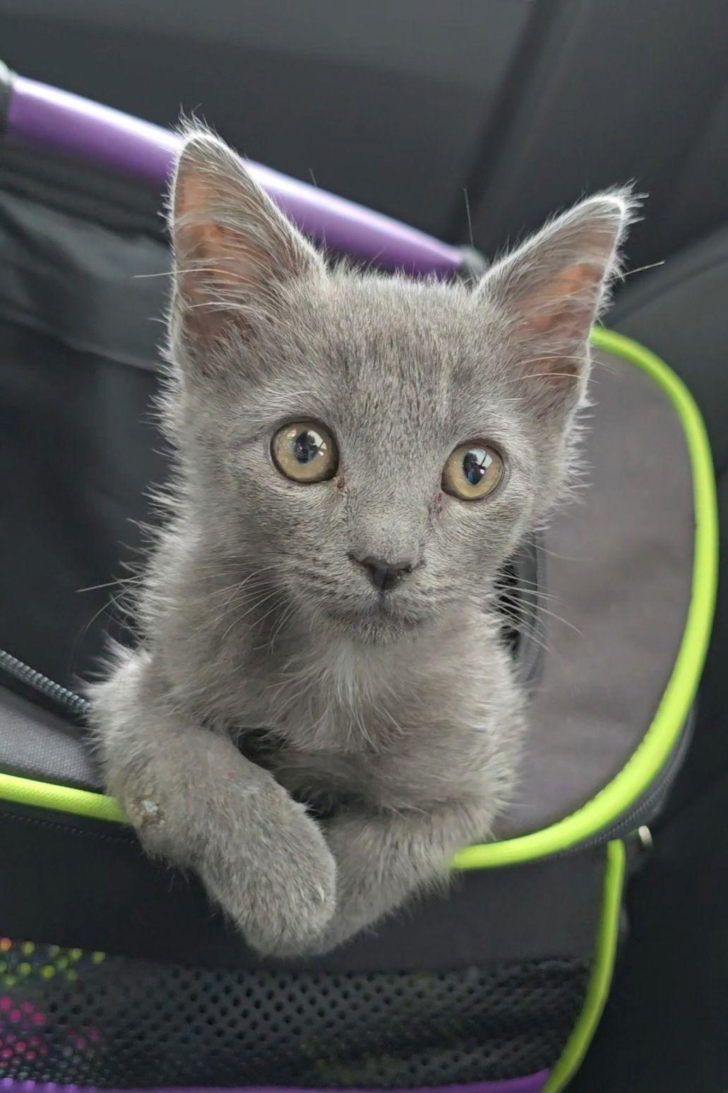Hinson, a Adopted Russian Blue in Locust Grove, GA image 2/3