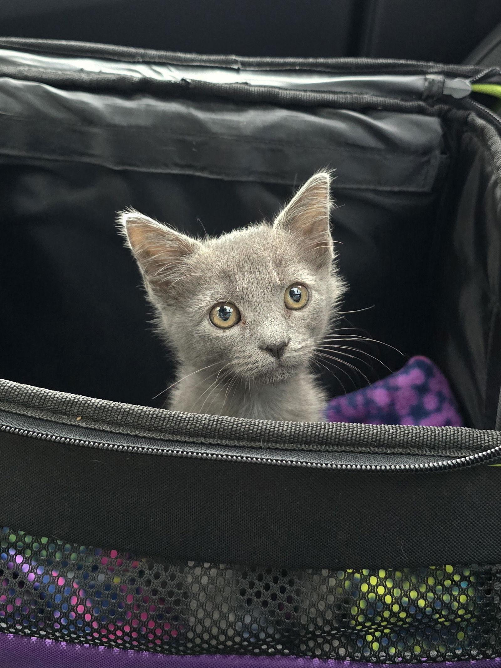 Hinson, a Adopted Russian Blue in Locust Grove, GA image 3/3