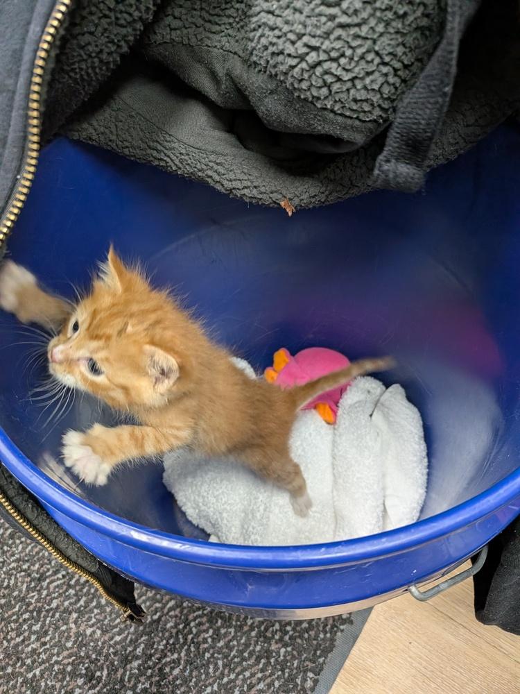 Bucket — thumbnail 2