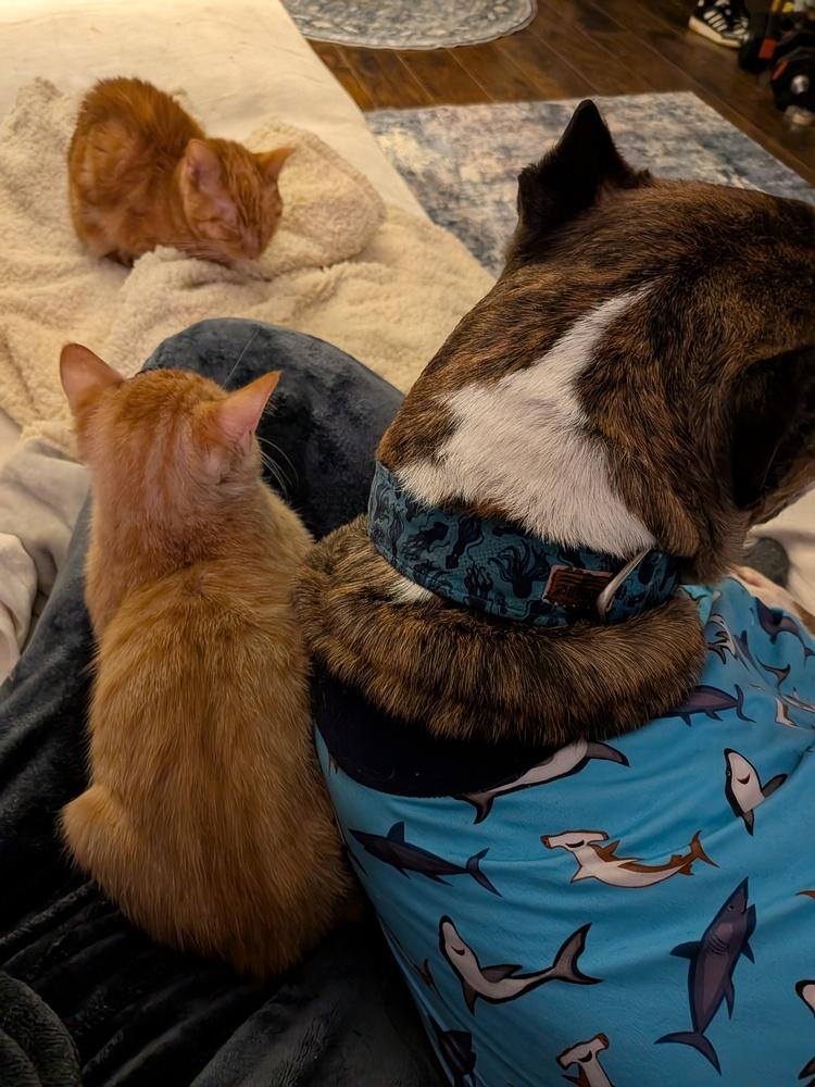 Bucket — thumbnail 5