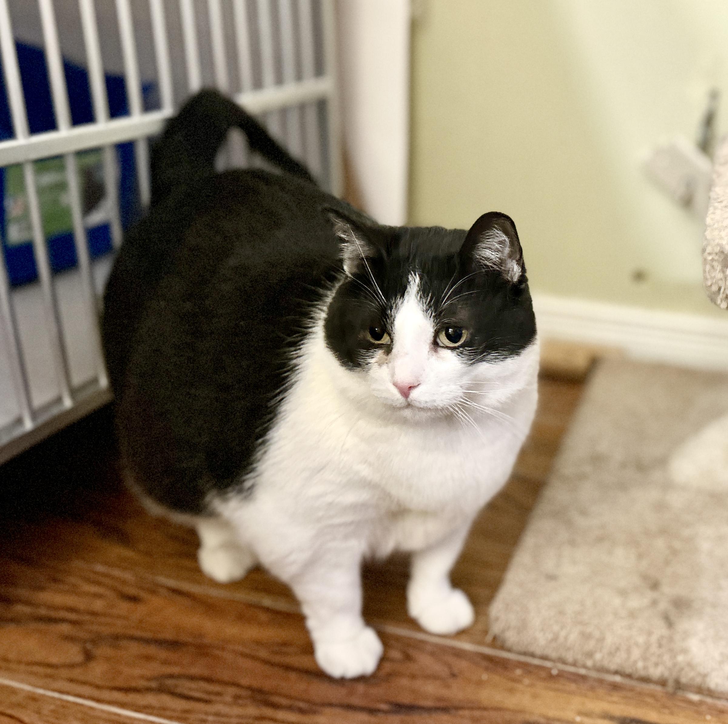 Enlarge Wyatt and Raj, a ADOPTABLE Domestic Short Hair in Guelph, ON image 2/6