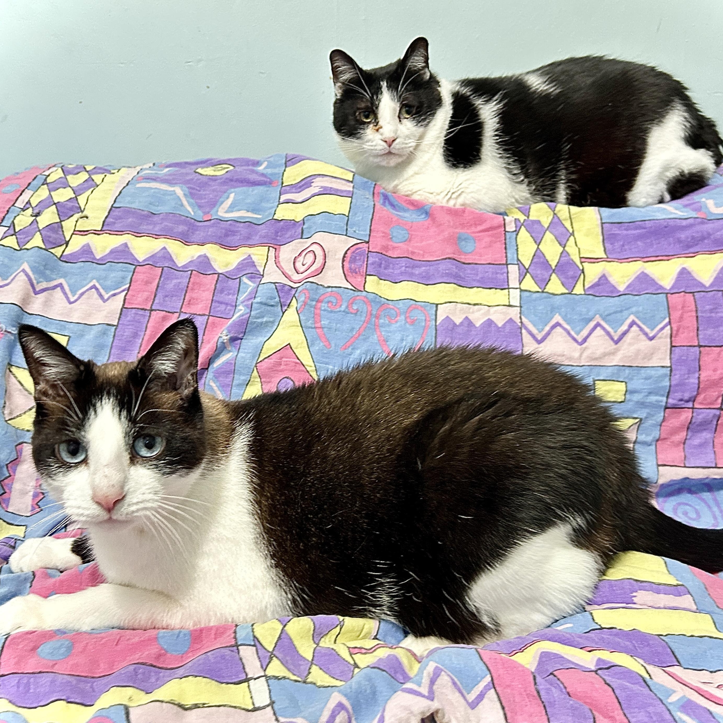 Enlarge Wyatt and Raj, a ADOPTABLE Domestic Short Hair in Guelph, ON image 1/6