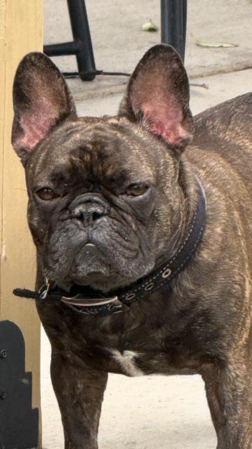 Bella, Adoptable, Adult Female French Bulldog.