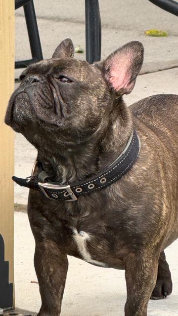 Enlarge Bella, a Adoptable French Bulldog in Boone, CO image 2/2
