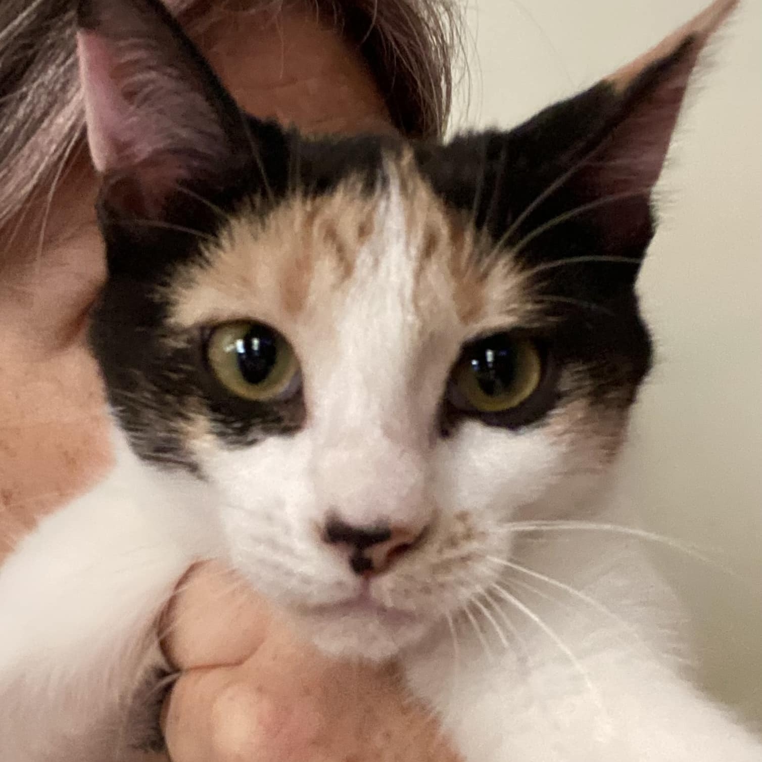Enlarge TRISS, a Adoptable Calico in Flint, TX image 1/1