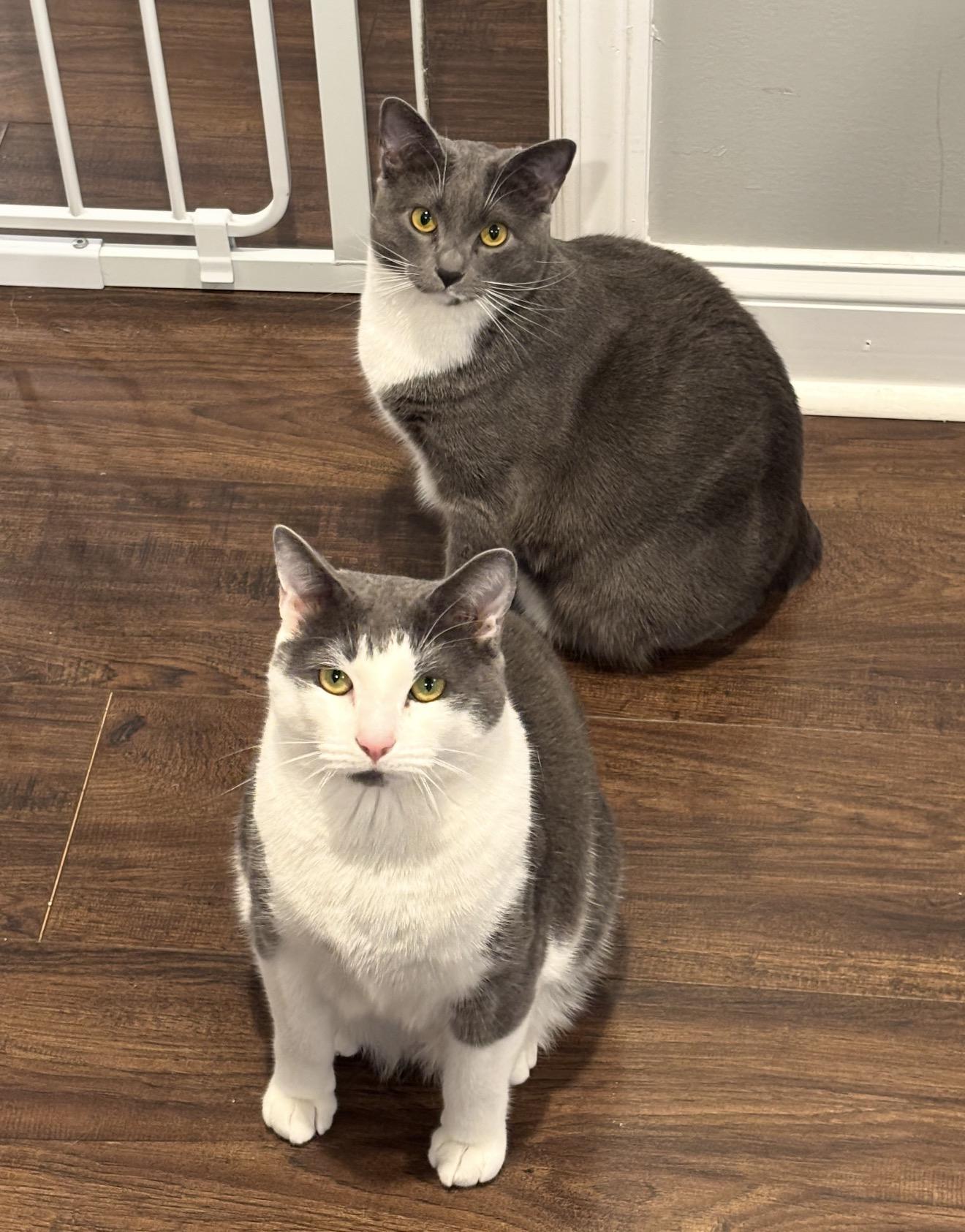 Enlarge Muffin and Bagel. Bonded, a Adopted Manx in Charlotte, NC image 3/5