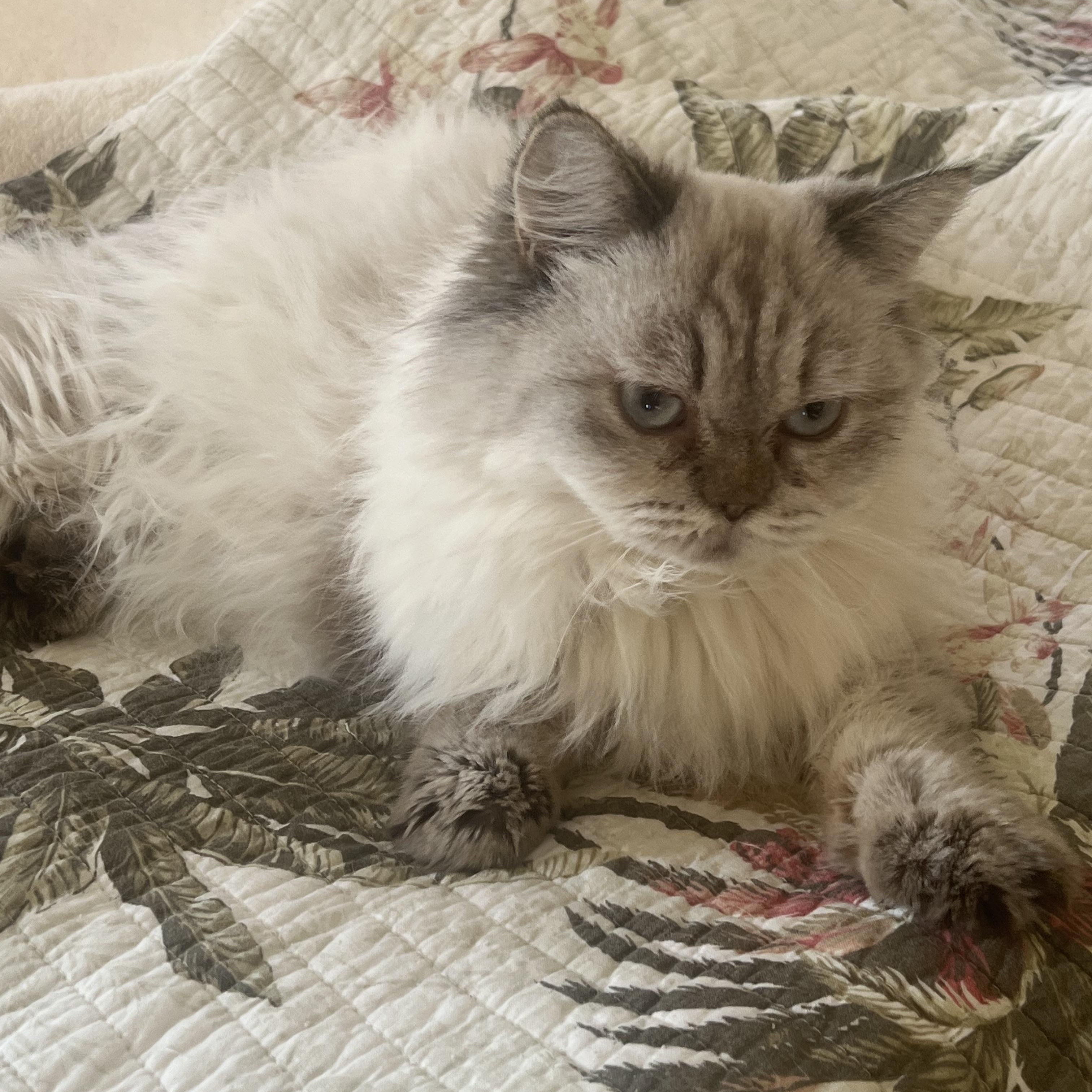 Claudia, Adult Female Ragdoll