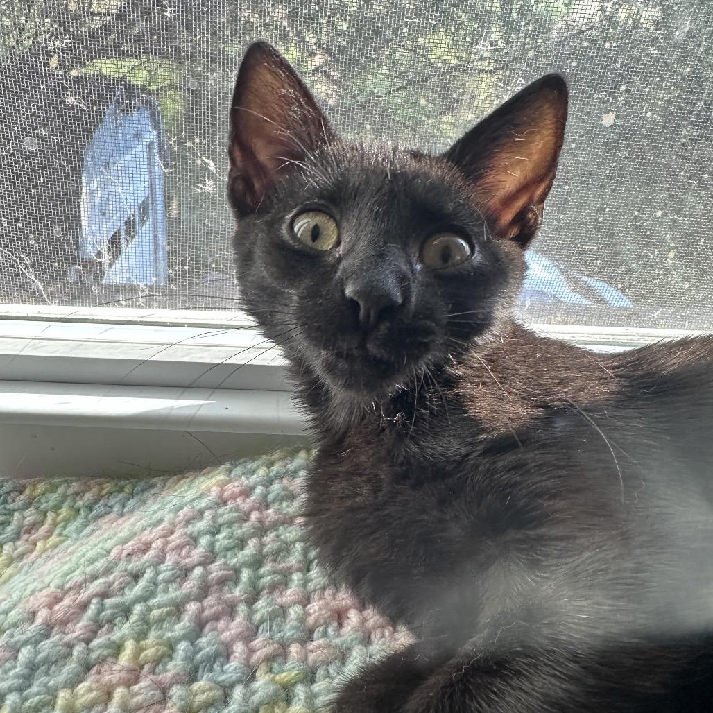 Linus, Adoptable, Young Male Domestic Short Hair.