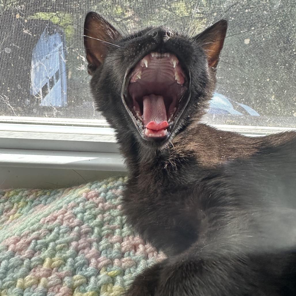 Enlarge Linus, a Adoptable Domestic Short Hair in Ephrata, PA image 2/6