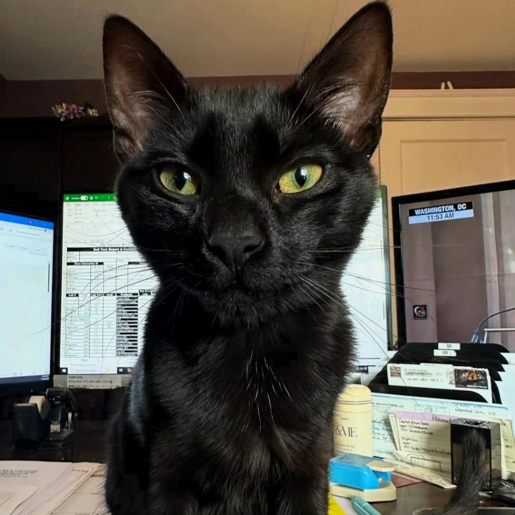 Enlarge Linus, a Adoptable Domestic Short Hair in Ephrata, PA image 3/6