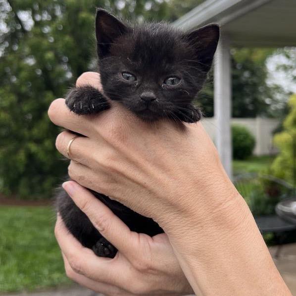 Enlarge Linus, a Adoptable Domestic Short Hair in Ephrata, PA image 4/6
