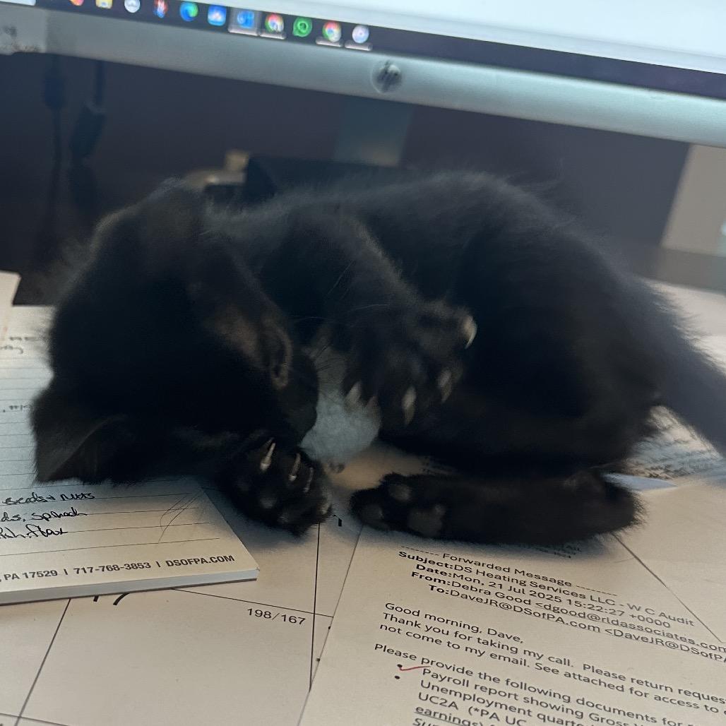 Enlarge Linus, a Adoptable Domestic Short Hair in Ephrata, PA image 5/6