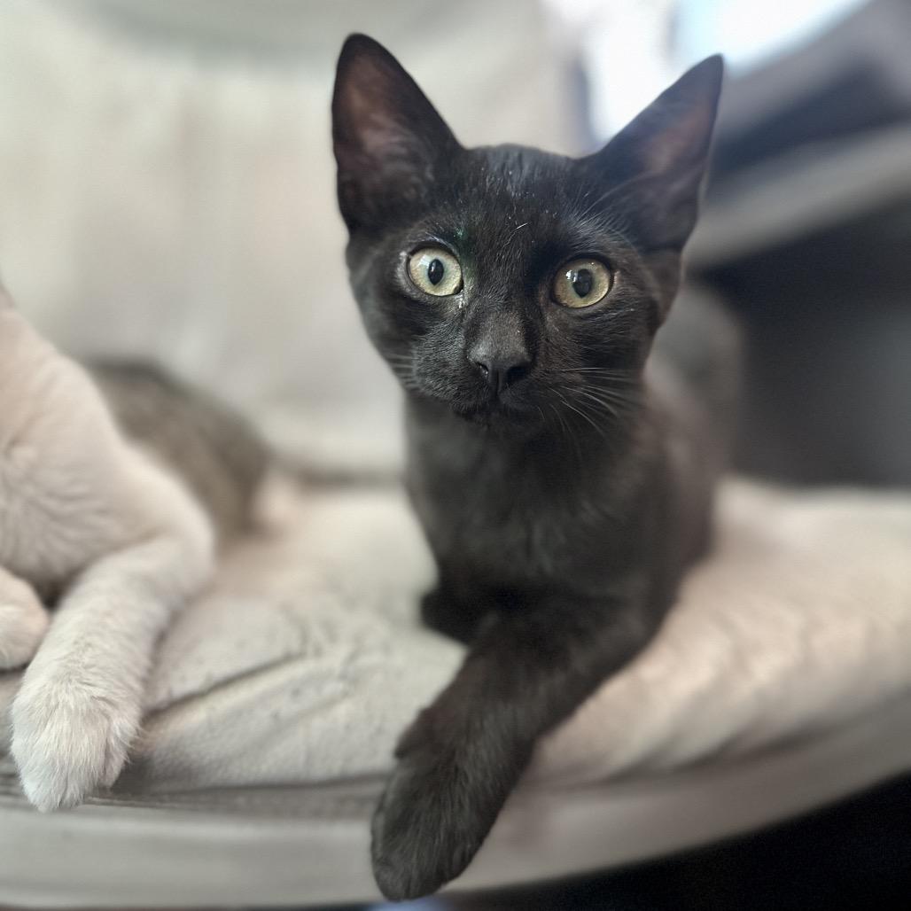 Enlarge Linus, a Adoptable Domestic Short Hair in Ephrata, PA image 6/6