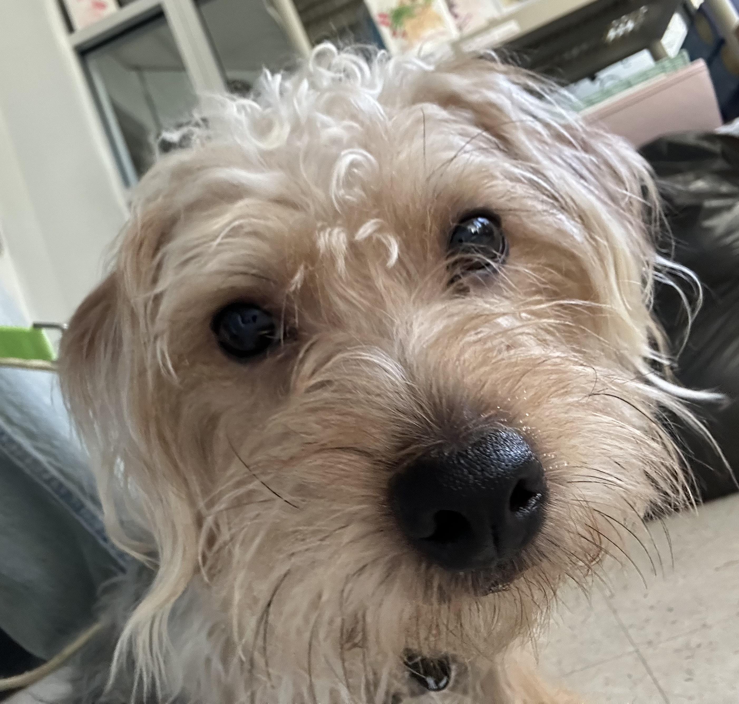 Fabio, ADOPTABLE, Puppy Male Yorkshire Terrier & Silky Terrier.