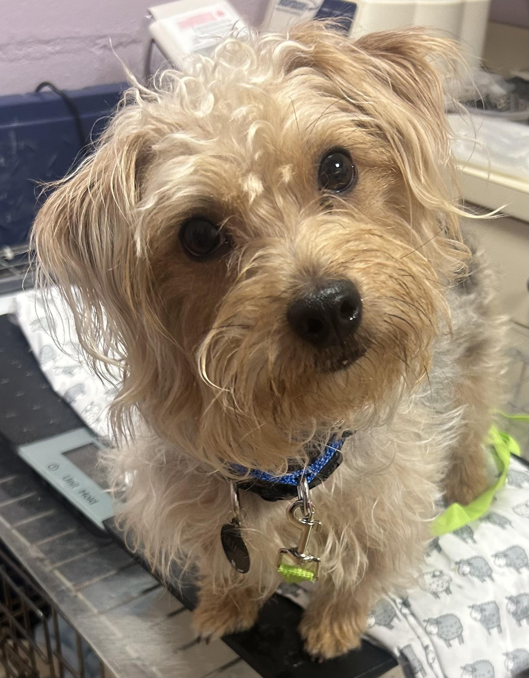 Enlarge Fabio, a ADOPTABLE mixed breed in Oak Ridge, NJ image 5/6