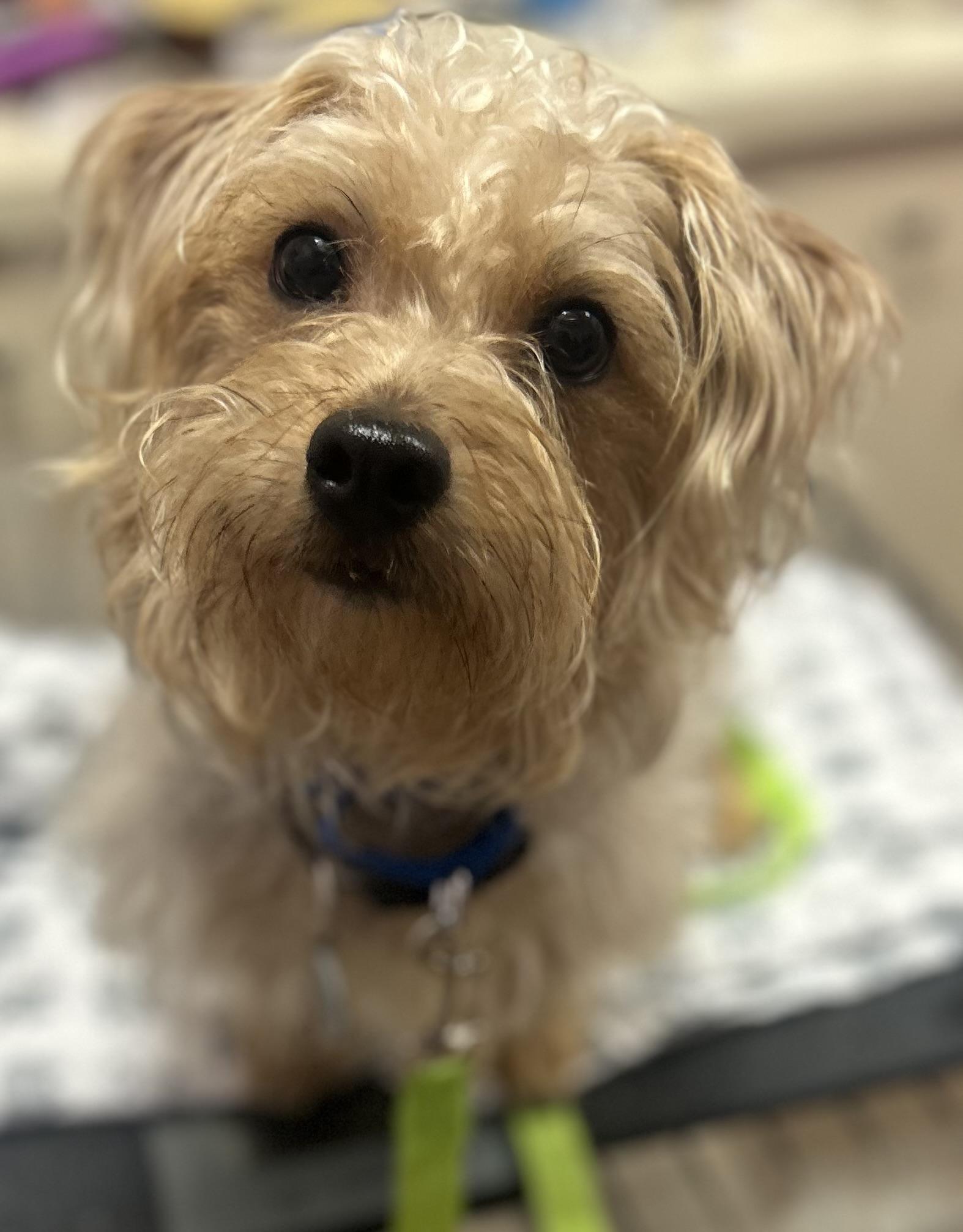Enlarge Fabio, a ADOPTABLE mixed breed in Oak Ridge, NJ image 6/6