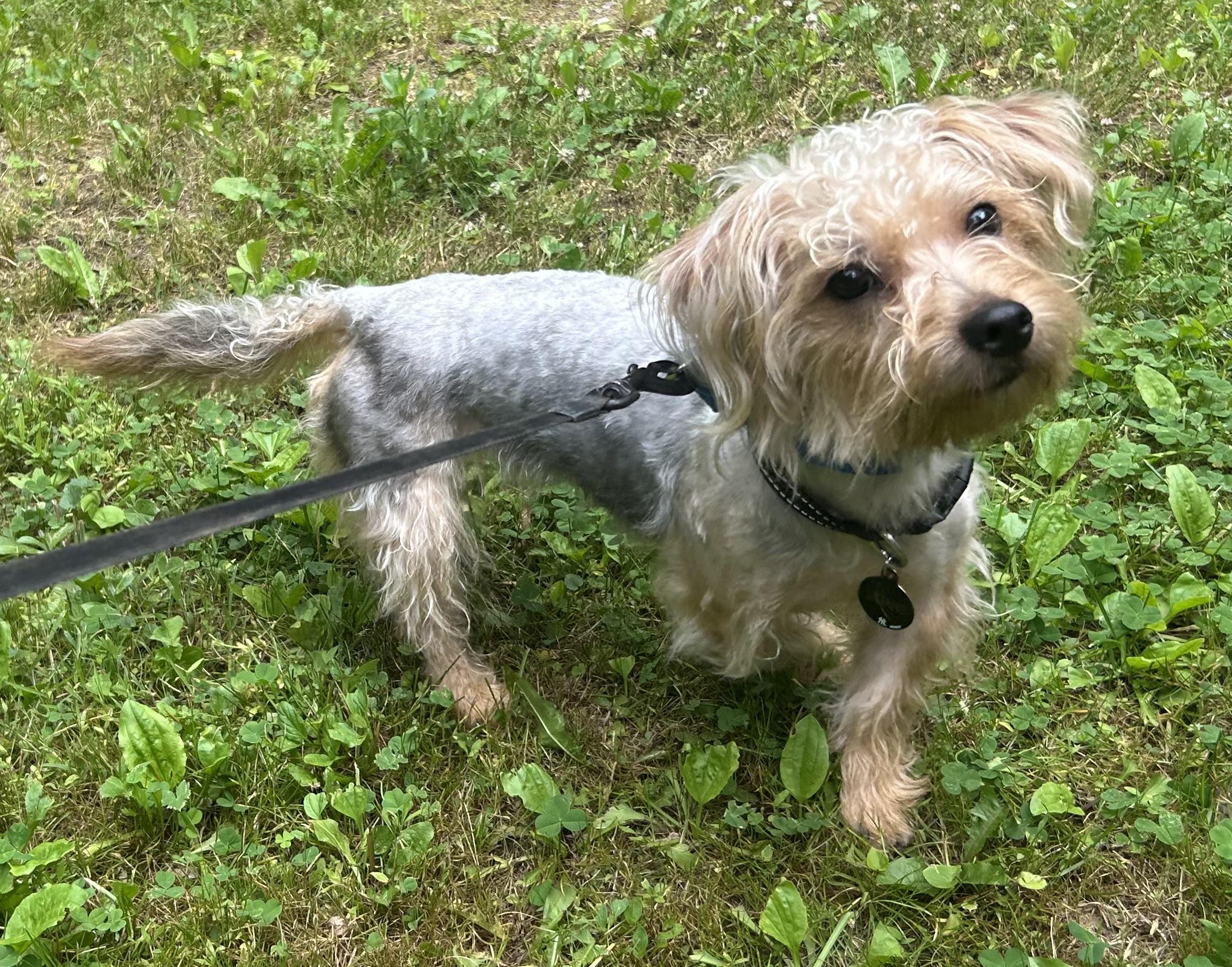 Enlarge Fabio, a ADOPTABLE mixed breed in Oak Ridge, NJ image 4/6