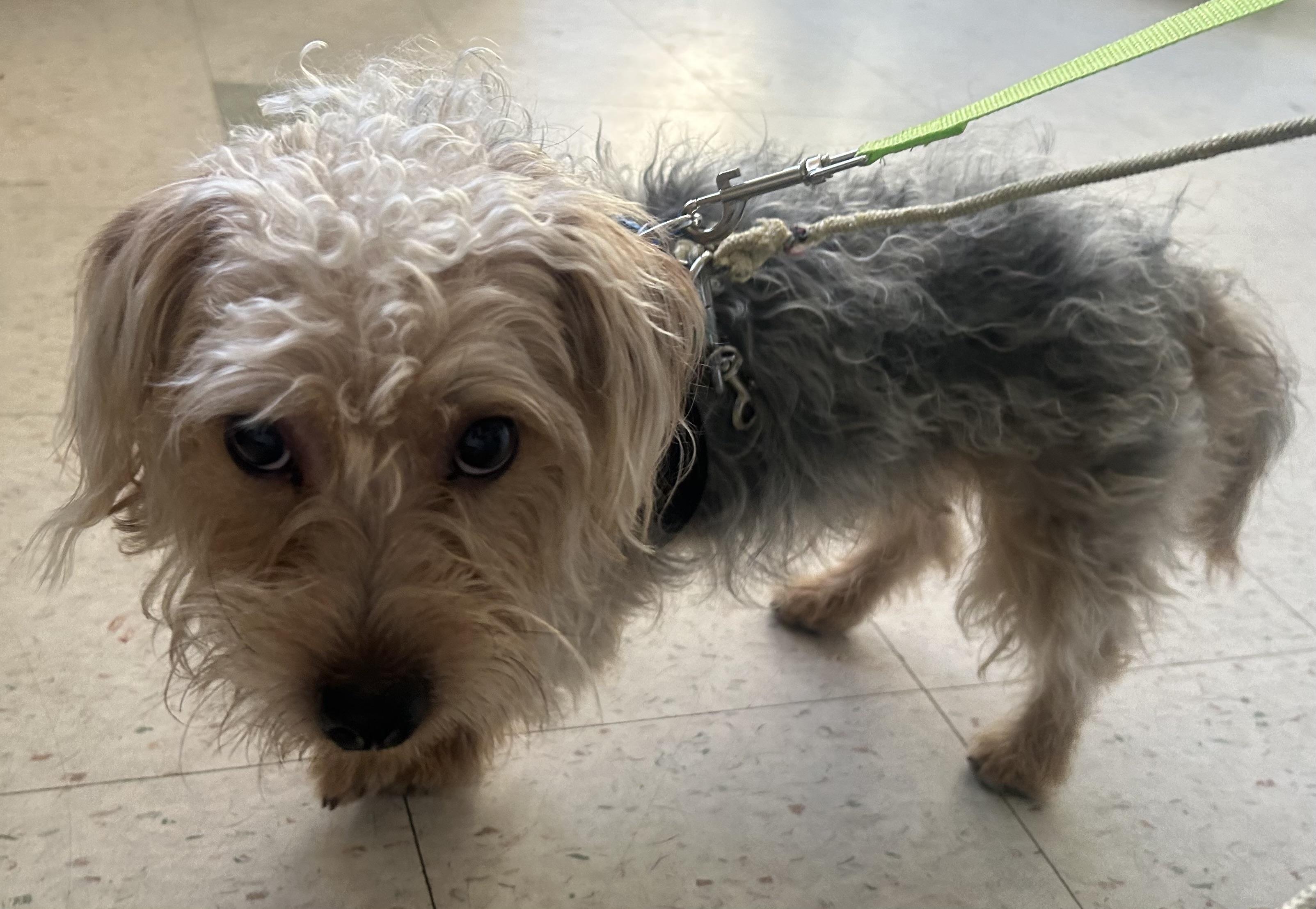 Enlarge Fabio, a ADOPTABLE mixed breed in Oak Ridge, NJ image 2/6