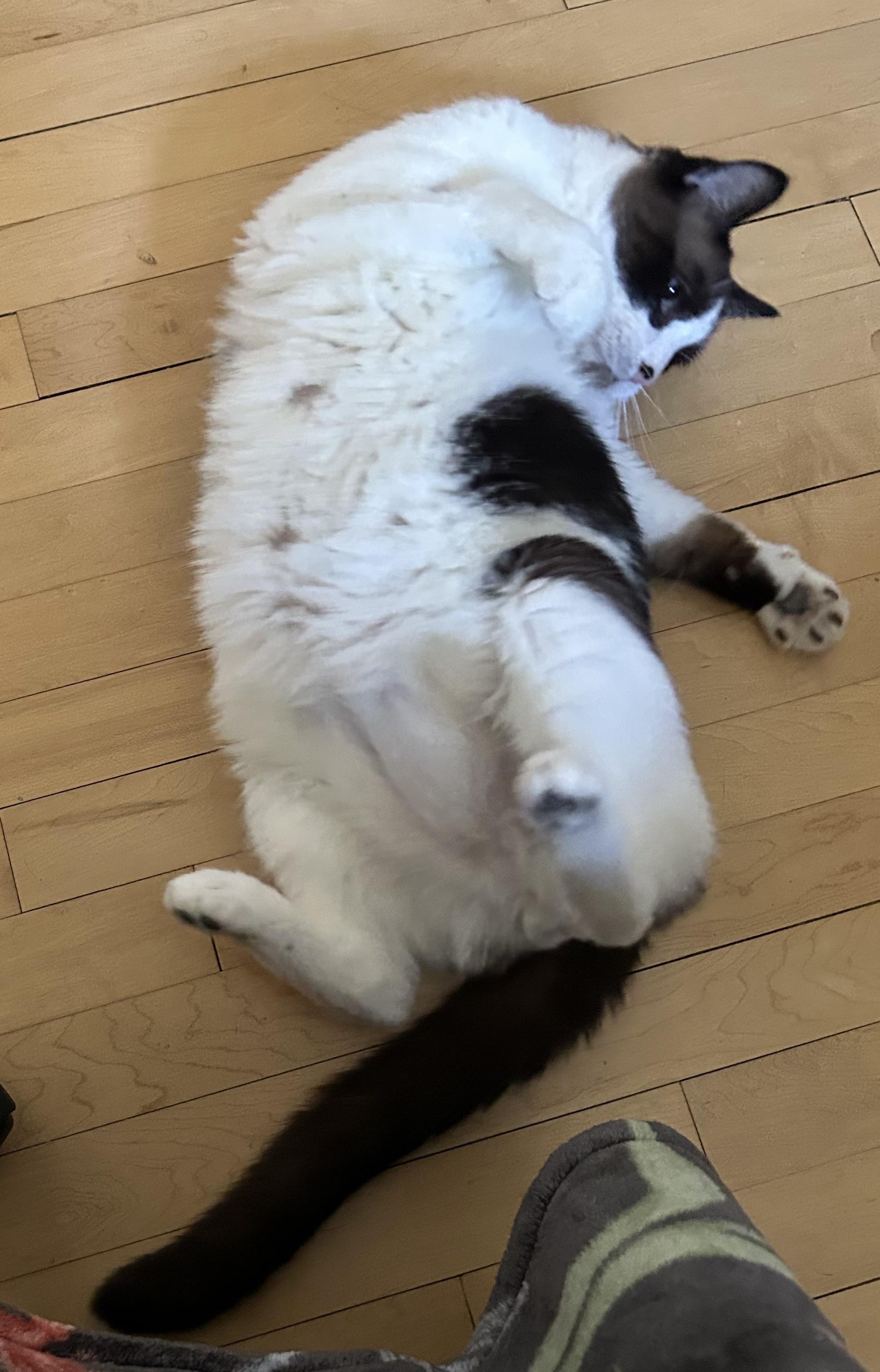 Enlarge Shaquille O'Neal, a ADOPTABLE Snowshoe in Milwaukee, WI image 5/5