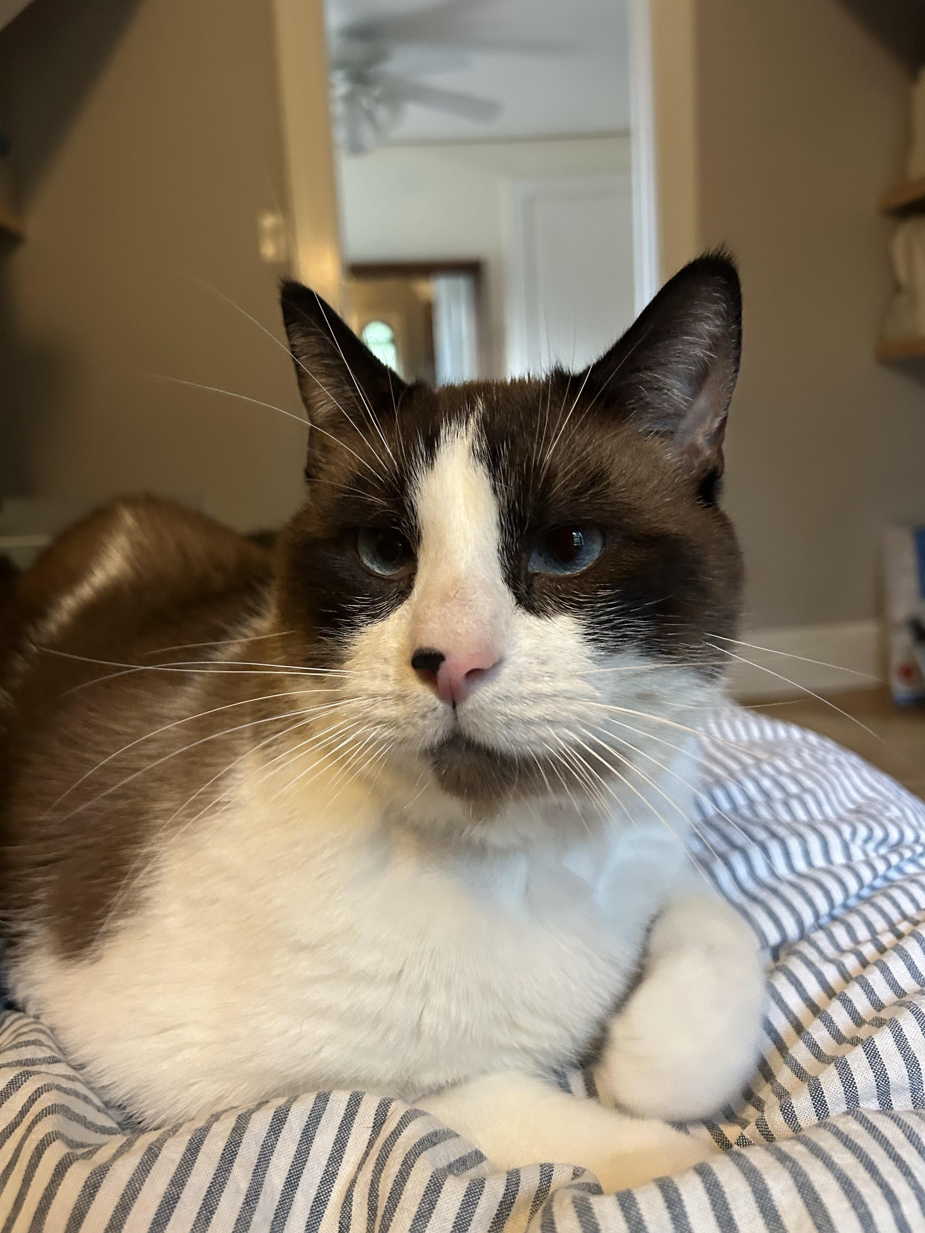 Enlarge Shaquille O'Neal, a ADOPTABLE Snowshoe in Milwaukee, WI image 3/5