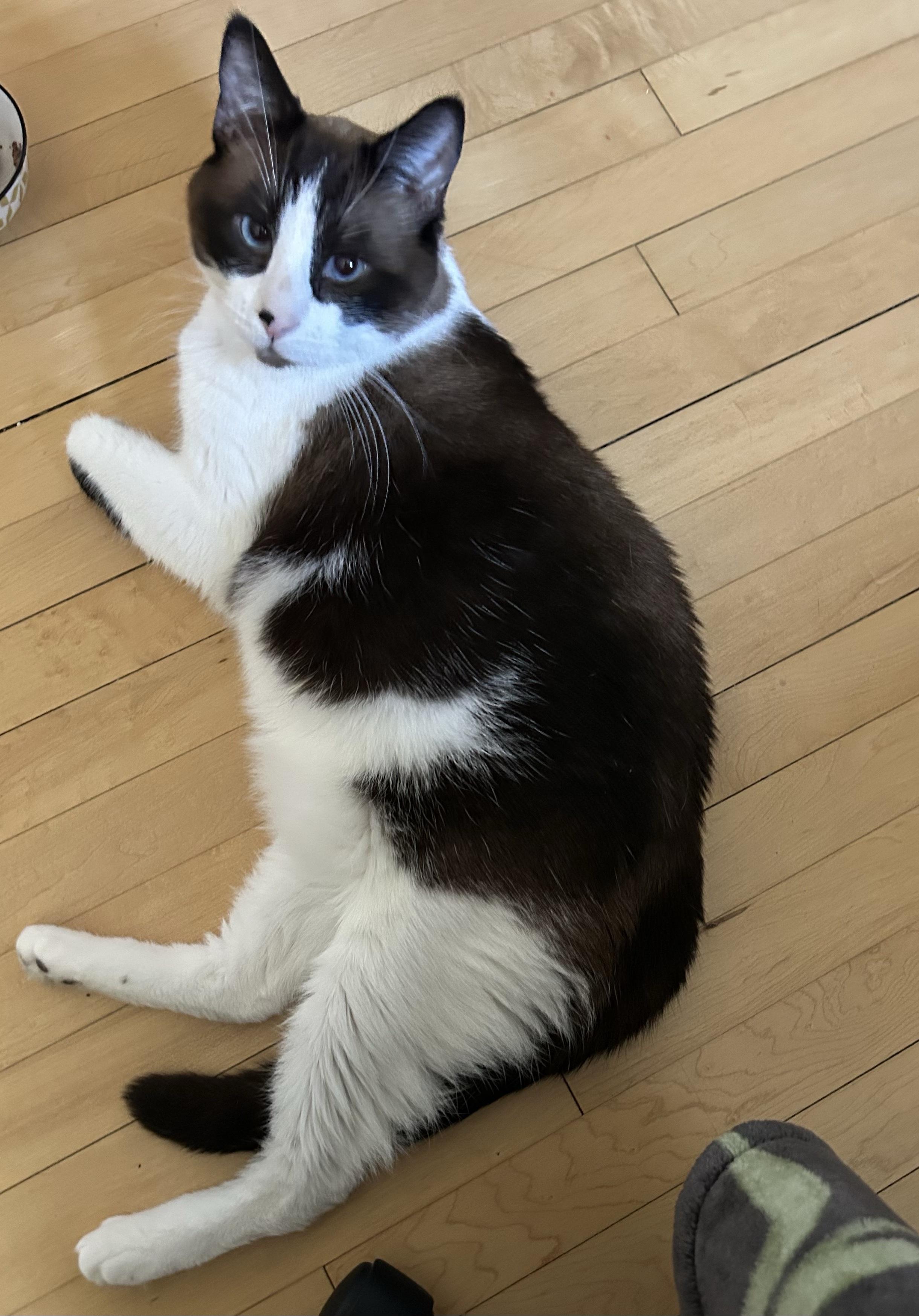 Enlarge Shaquille O'Neal, a ADOPTABLE Snowshoe in Milwaukee, WI image 4/5