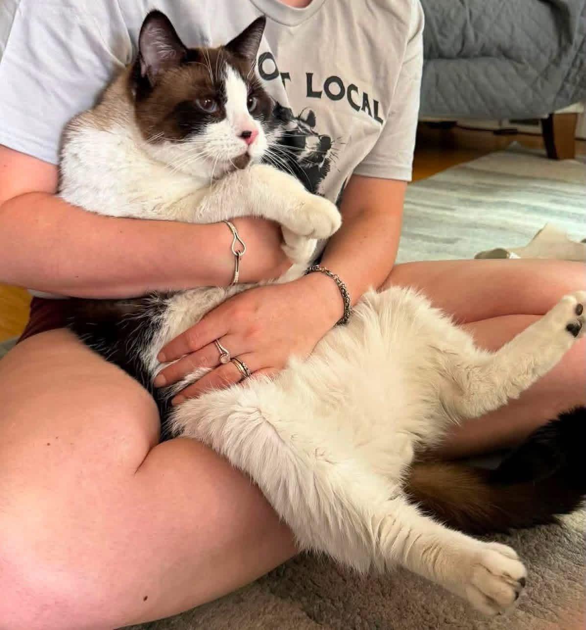 Enlarge Shaquille O'Neal, a ADOPTABLE Snowshoe in Milwaukee, WI image 1/5
