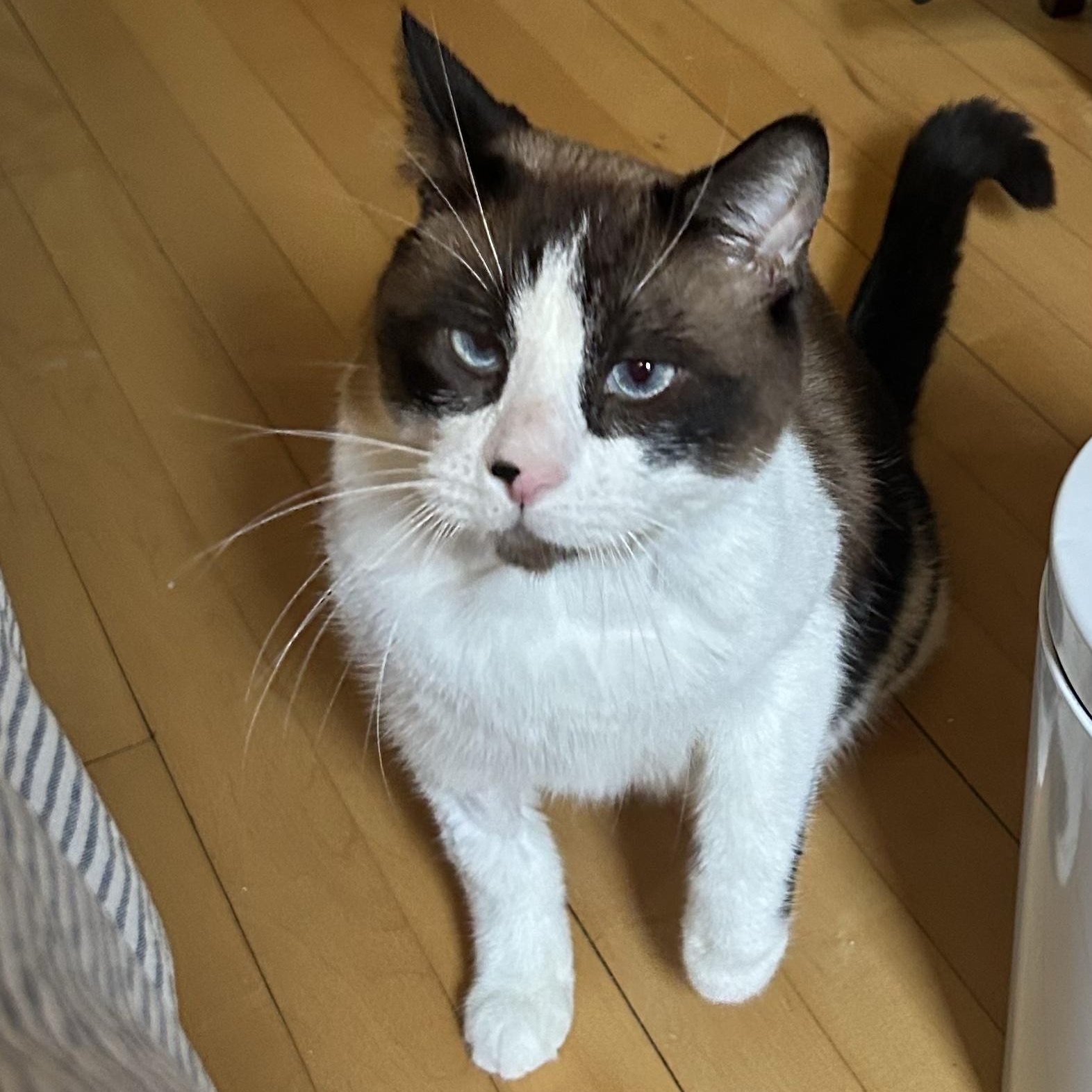Enlarge Shaquille O'Neal, a ADOPTABLE Snowshoe in Milwaukee, WI image 2/5