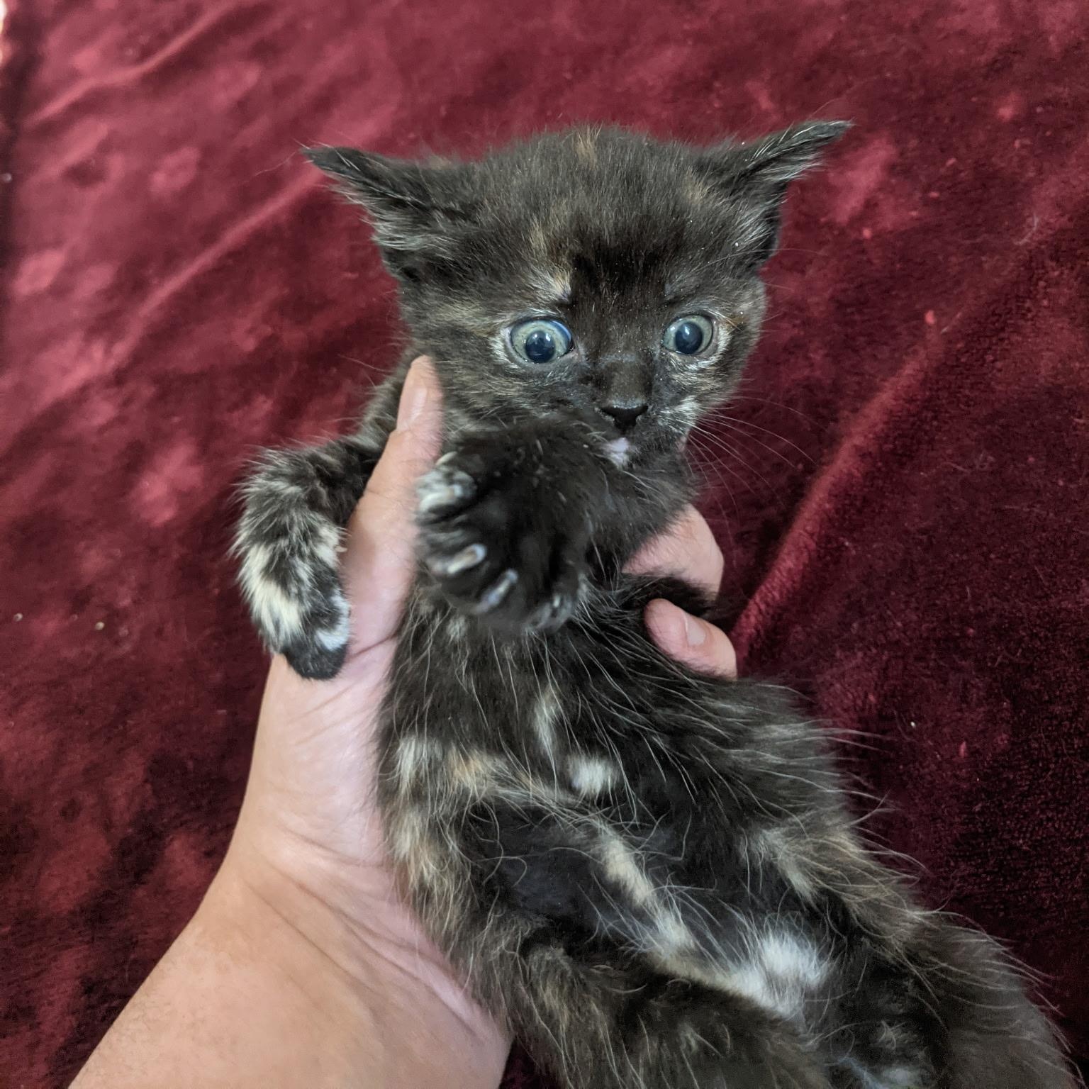 Enlarge Chibidoki, a Adoptable Domestic Short Hair in Morden, MB image 1/1